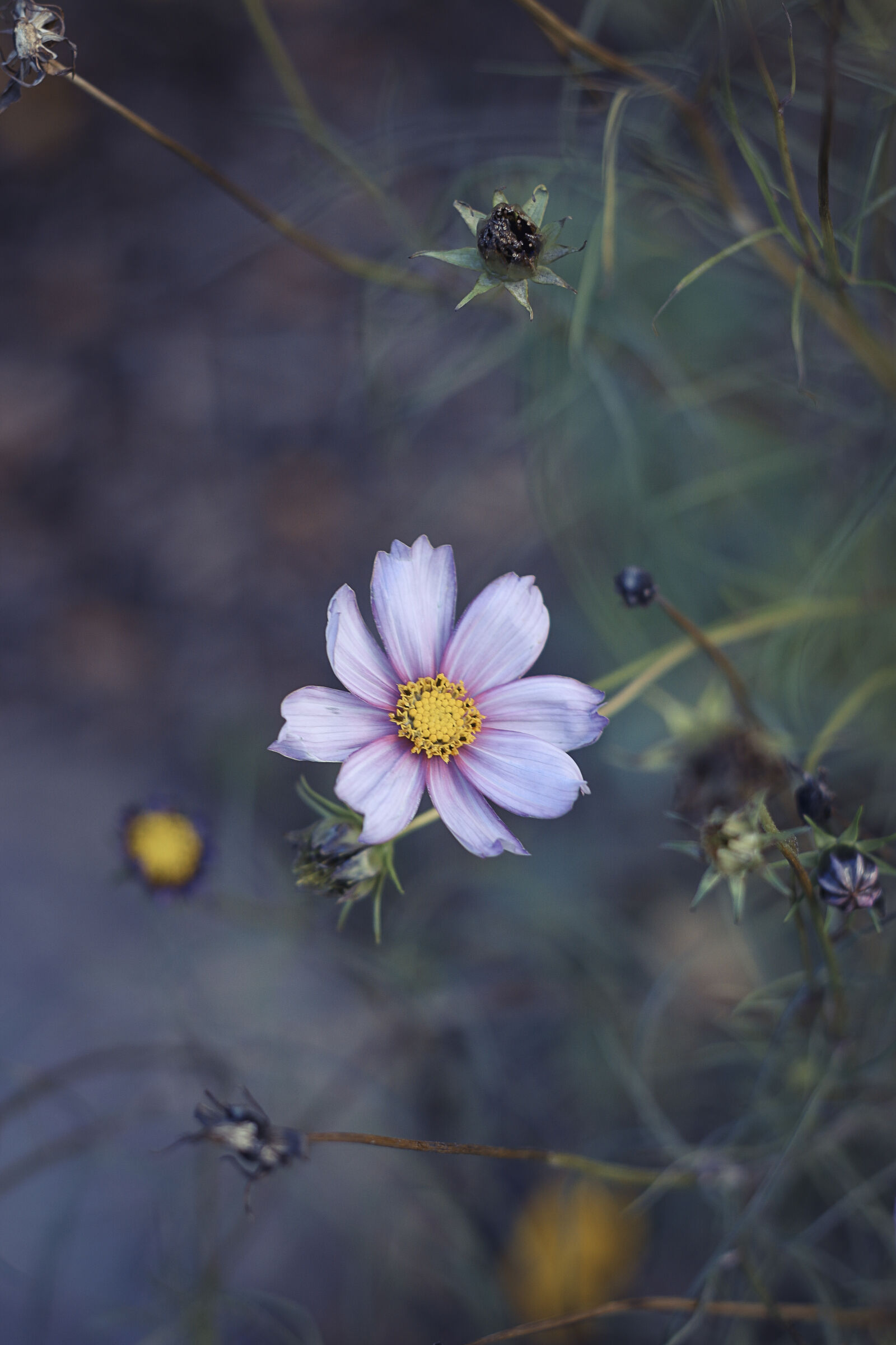 Canon EOS 70D + Canon EF 50mm F1.8 II sample photo. Beautiful, flowers, colors, flower photography