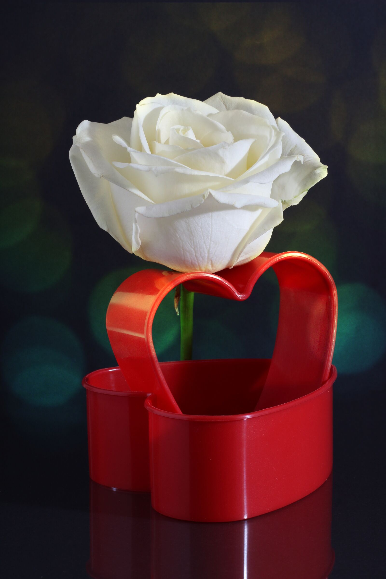 Canon EOS 600D (Rebel EOS T3i / EOS Kiss X5) sample photo. Rose, white, heart photography