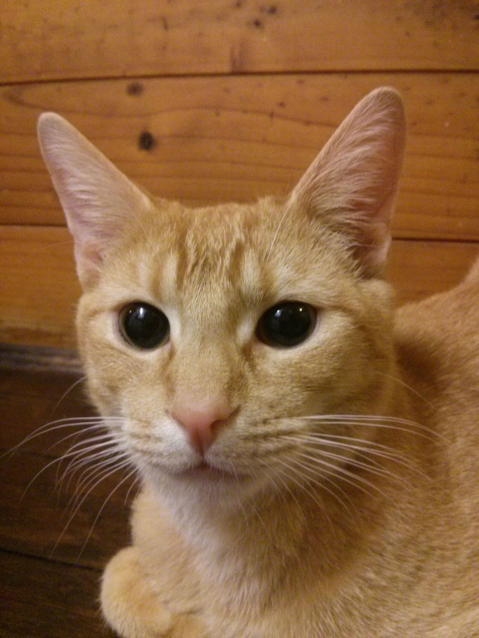 LG Nexus 4 sample photo. Cat, whiskers, eyes photography