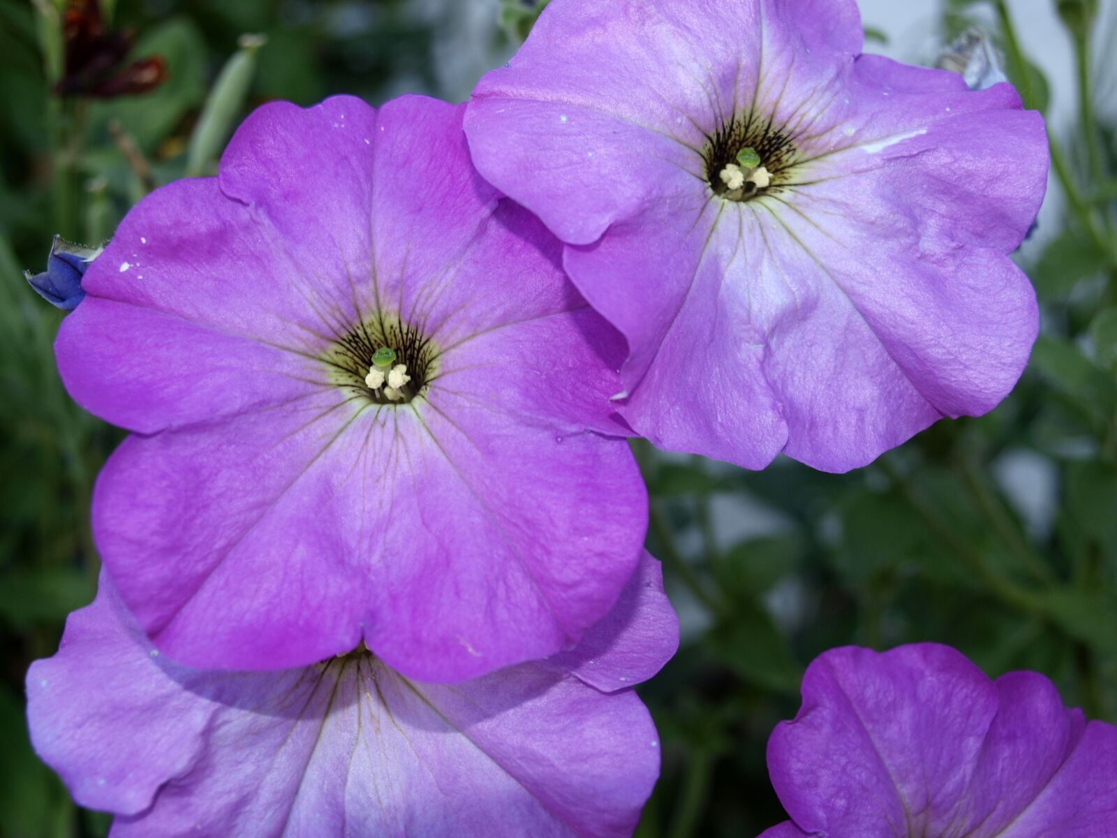 Olympus E-420 (EVOLT E-420) sample photo. Petunias, flower petunia, flowers photography