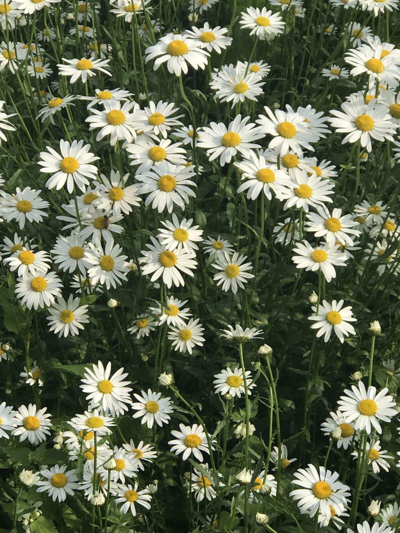 iPhone 7 Plus back dual camera 6.6mm f/2.8 sample photo. Daisy, spring, nature photography