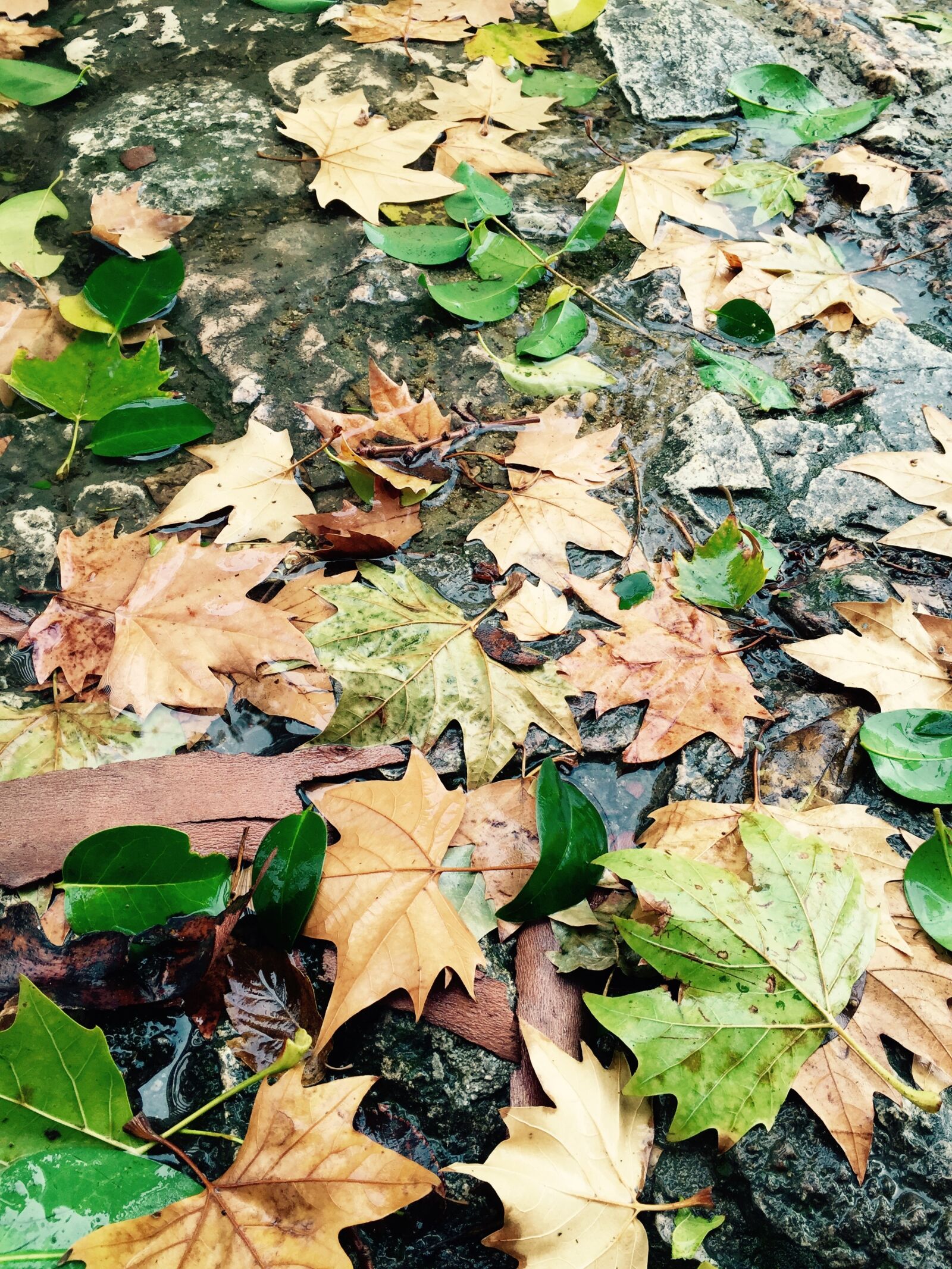 Apple iPhone 6 sample photo. Autumn, leaves, forest photography