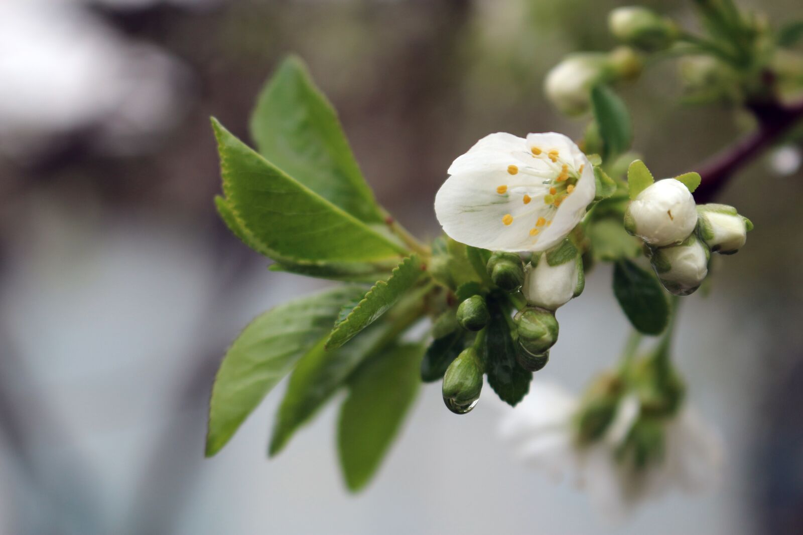 Canon EOS 100D (EOS Rebel SL1 / EOS Kiss X7) sample photo. Cherry, rain, flower photography