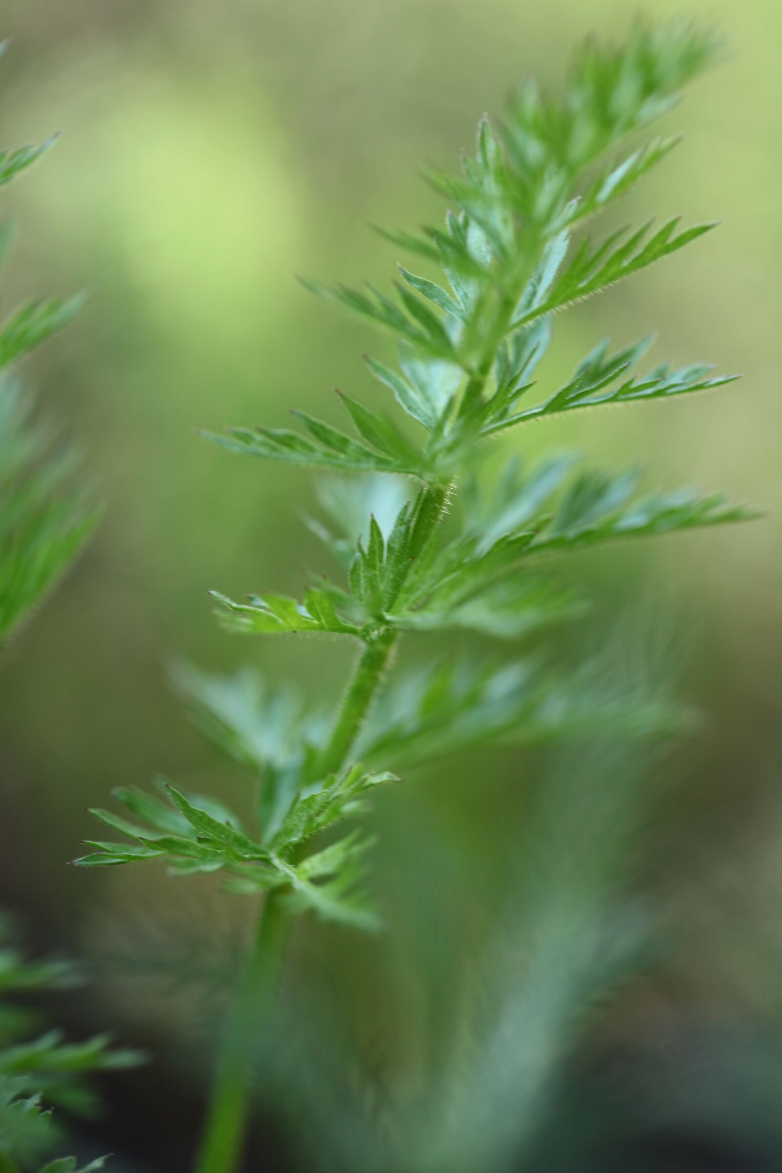 Canon EOS 5D Mark II sample photo. Lockdown, gardening, carrot photography
