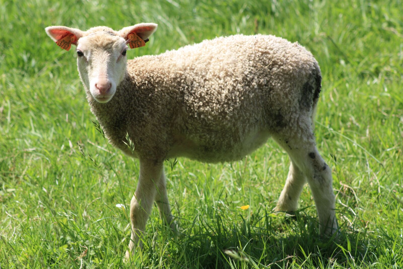Canon EOS 450D (EOS Rebel XSi / EOS Kiss X2) sample photo. Animals, lamb, nature photography