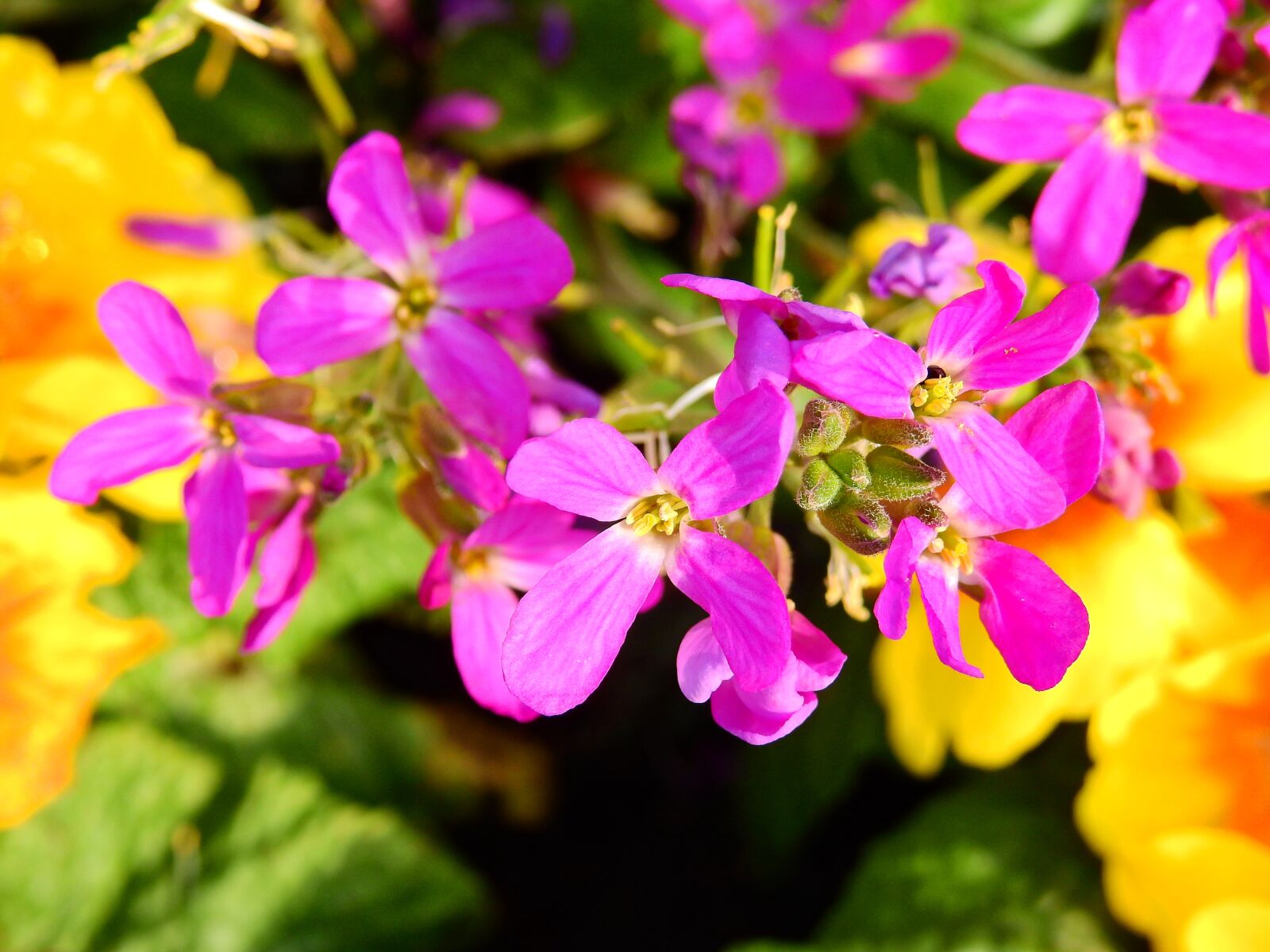 Nikon Coolpix P900 sample photo. Flowers, bloom, colorful photography