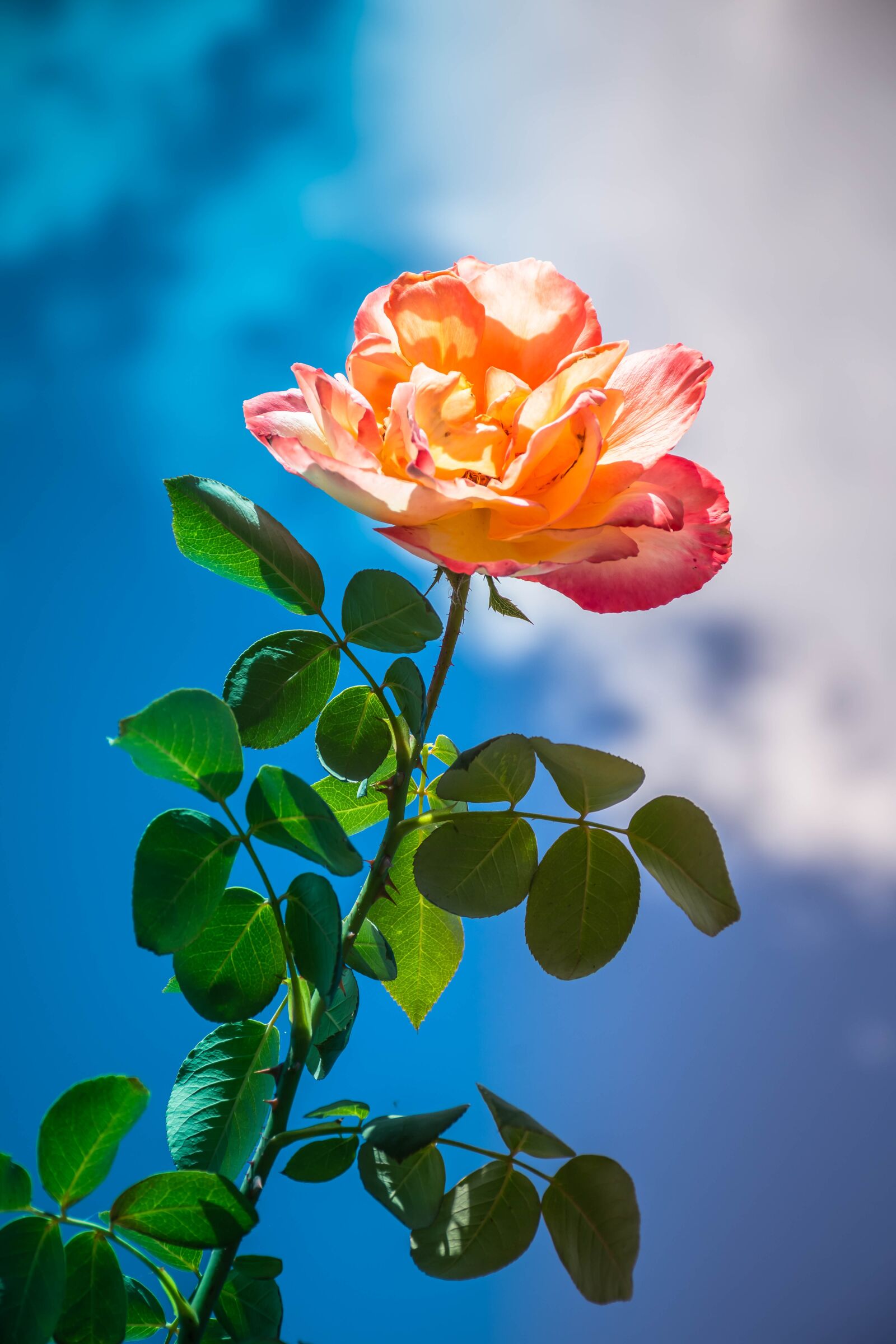 Nikon D7200 sample photo. Rose, sky, bloom photography