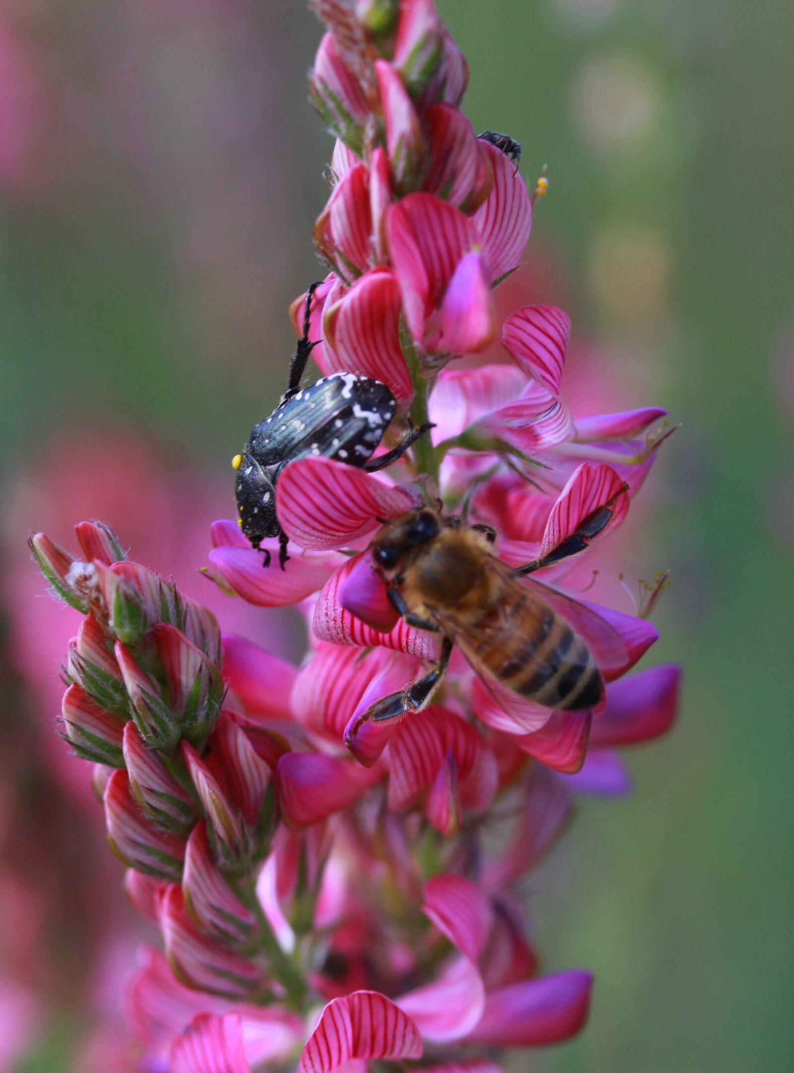 Canon EF-S 60mm F2.8 Macro USM sample photo. Flower, pink, bee photography