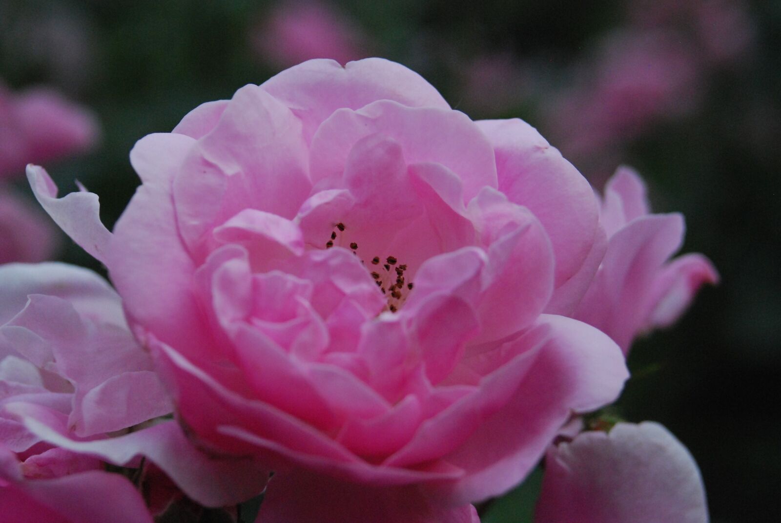 Nikon D80 sample photo. Rose, garden, bloom photography