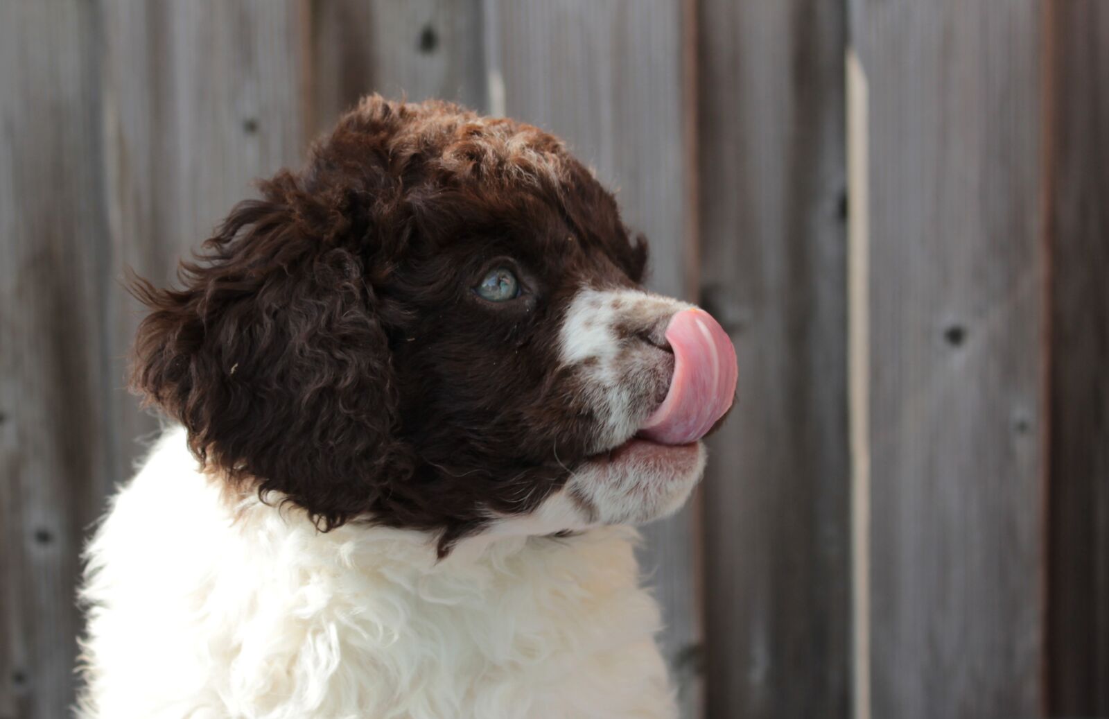 Canon EOS 600D (Rebel EOS T3i / EOS Kiss X5) sample photo. Puppy, dog, cute photography