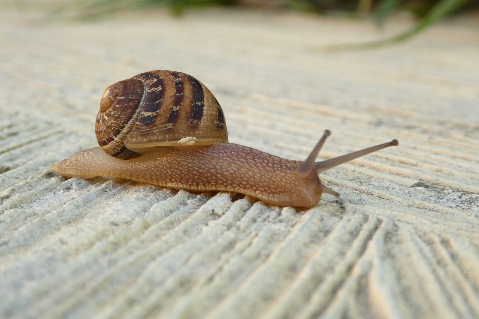Panasonic DMC-TZ81 sample photo. Snail, shell, close up photography