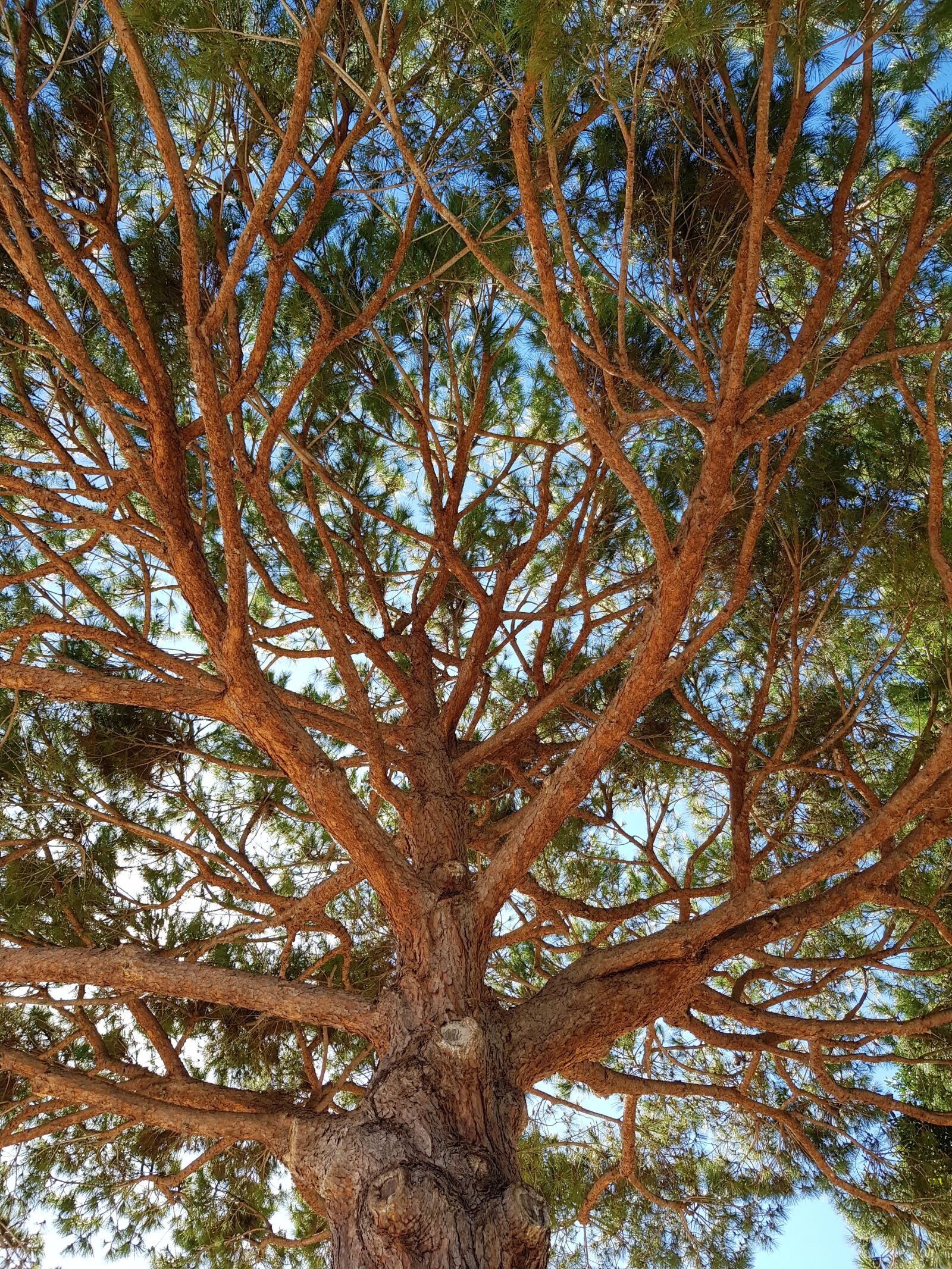 Samsung Galaxy S8 sample photo. Tree, nature, dappled photography