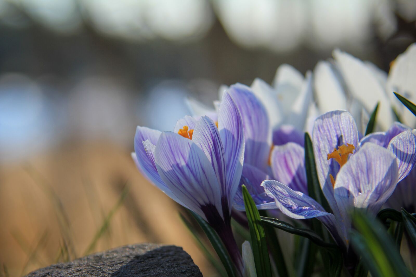 Tamron AF 28-300mm F3.5-6.3 XR Di VC LD Aspherical (IF) Macro sample photo. Crocus, yellow, white photography