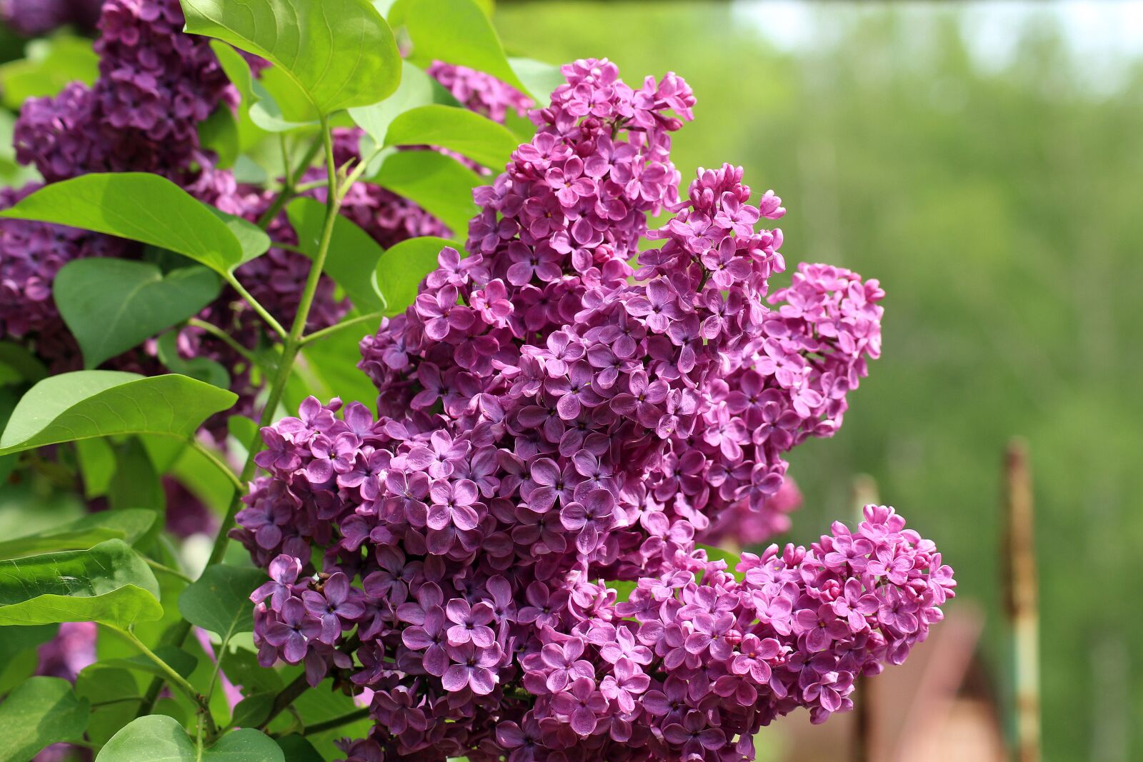 Canon EOS 1200D (EOS Rebel T5 / EOS Kiss X70 / EOS Hi) sample photo. Without, lilac, violet photography