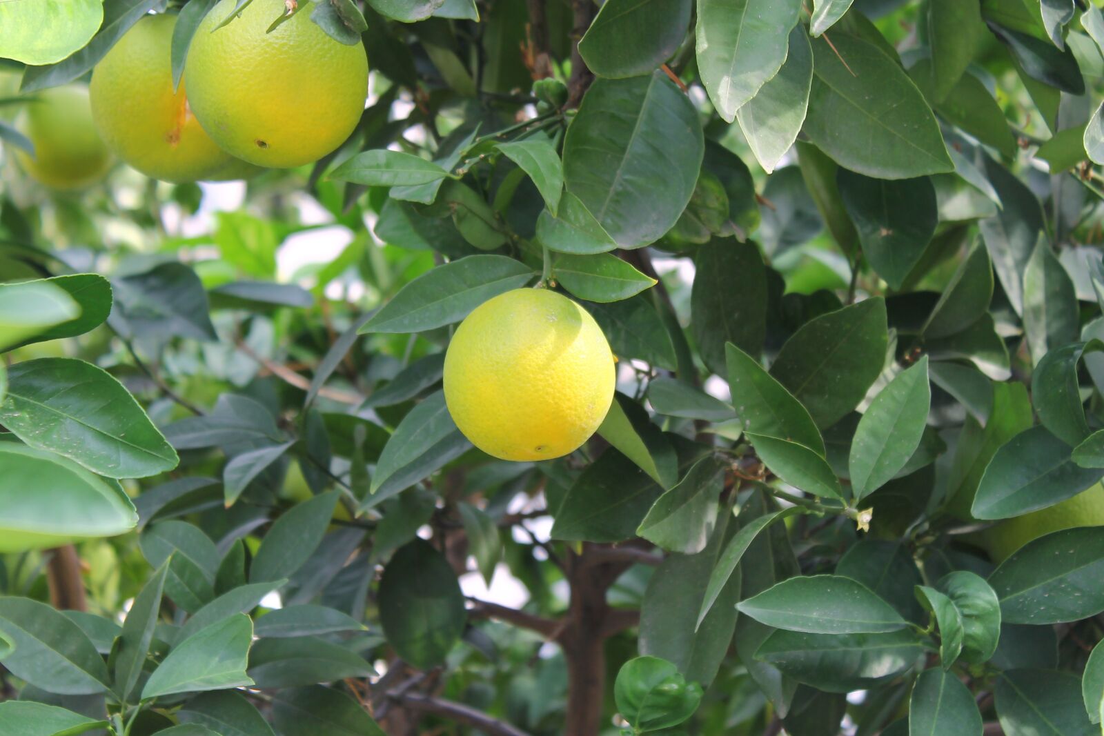 Canon EOS 1100D (EOS Rebel T3 / EOS Kiss X50) sample photo. Orange, foliage, ripe photography