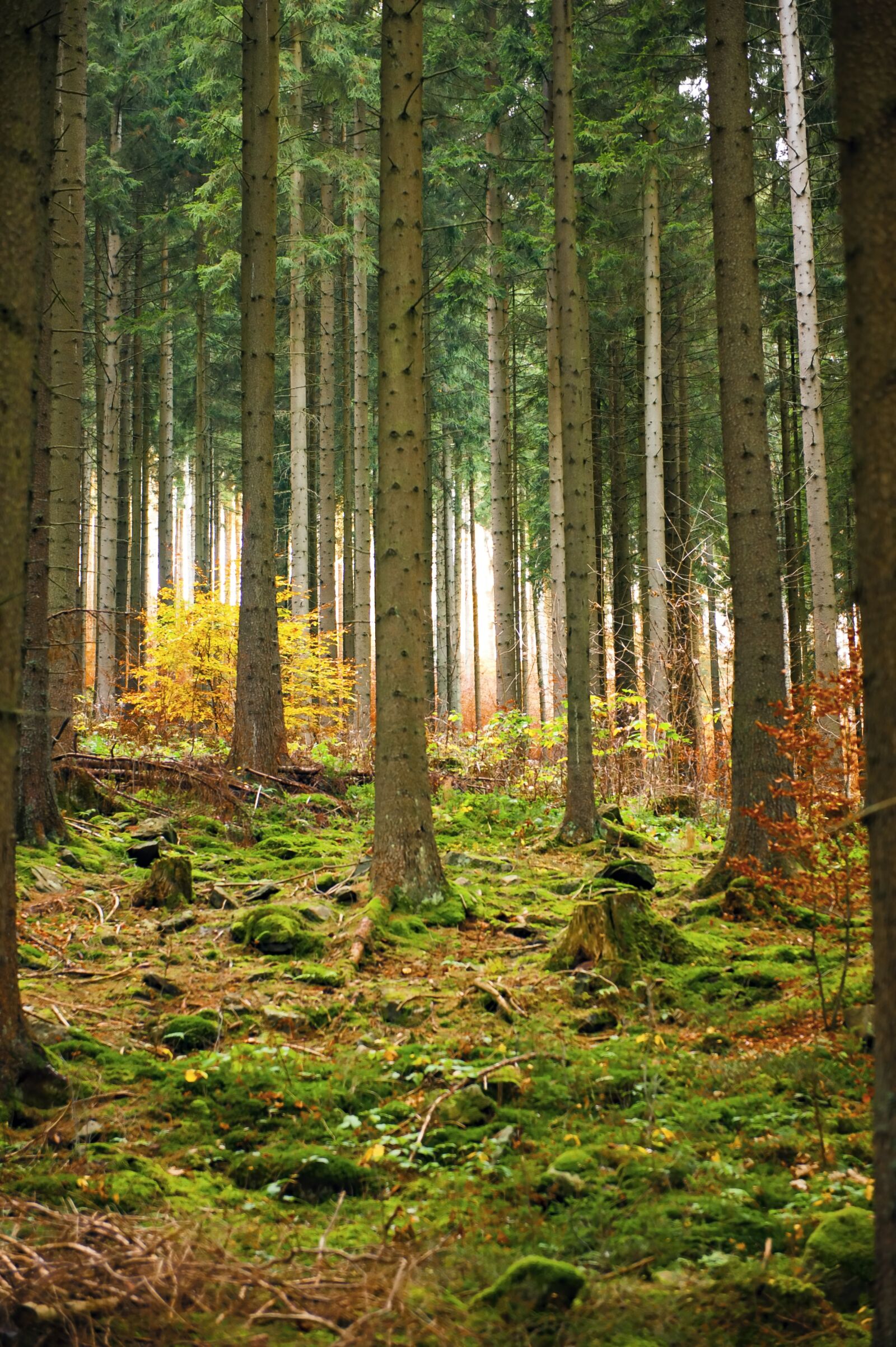 Nikon D700 sample photo. Forest, sun, autumn photography