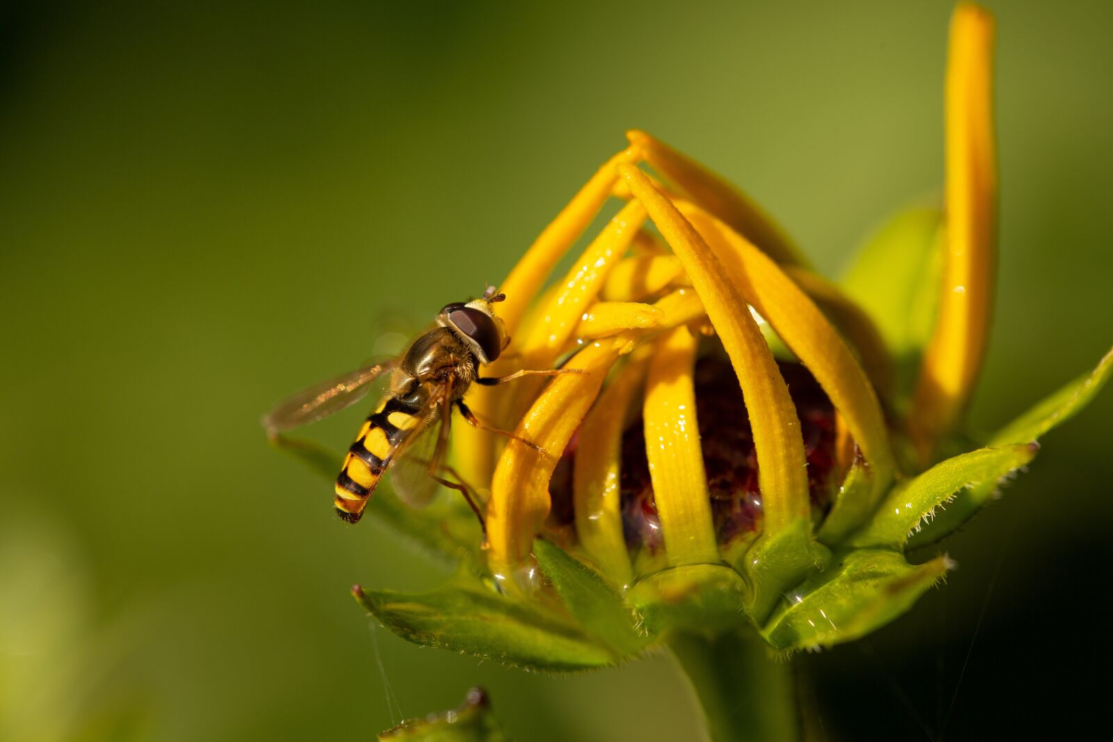 Canon EF 100mm F2.8L Macro IS USM sample photo. Bee, flower, garden photography