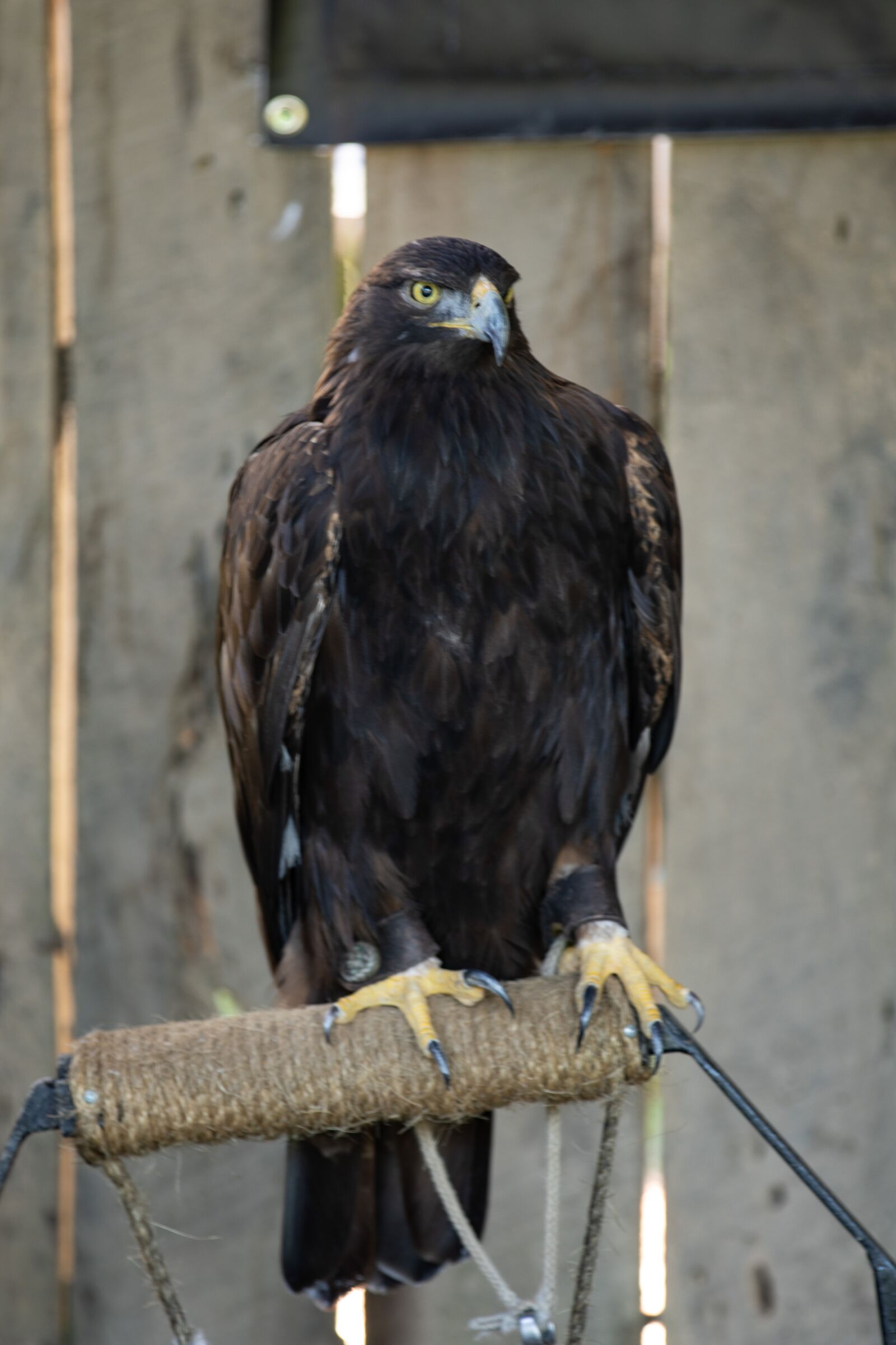 Canon EOS 5D Mark IV sample photo. Bird, raptor, falcon photography