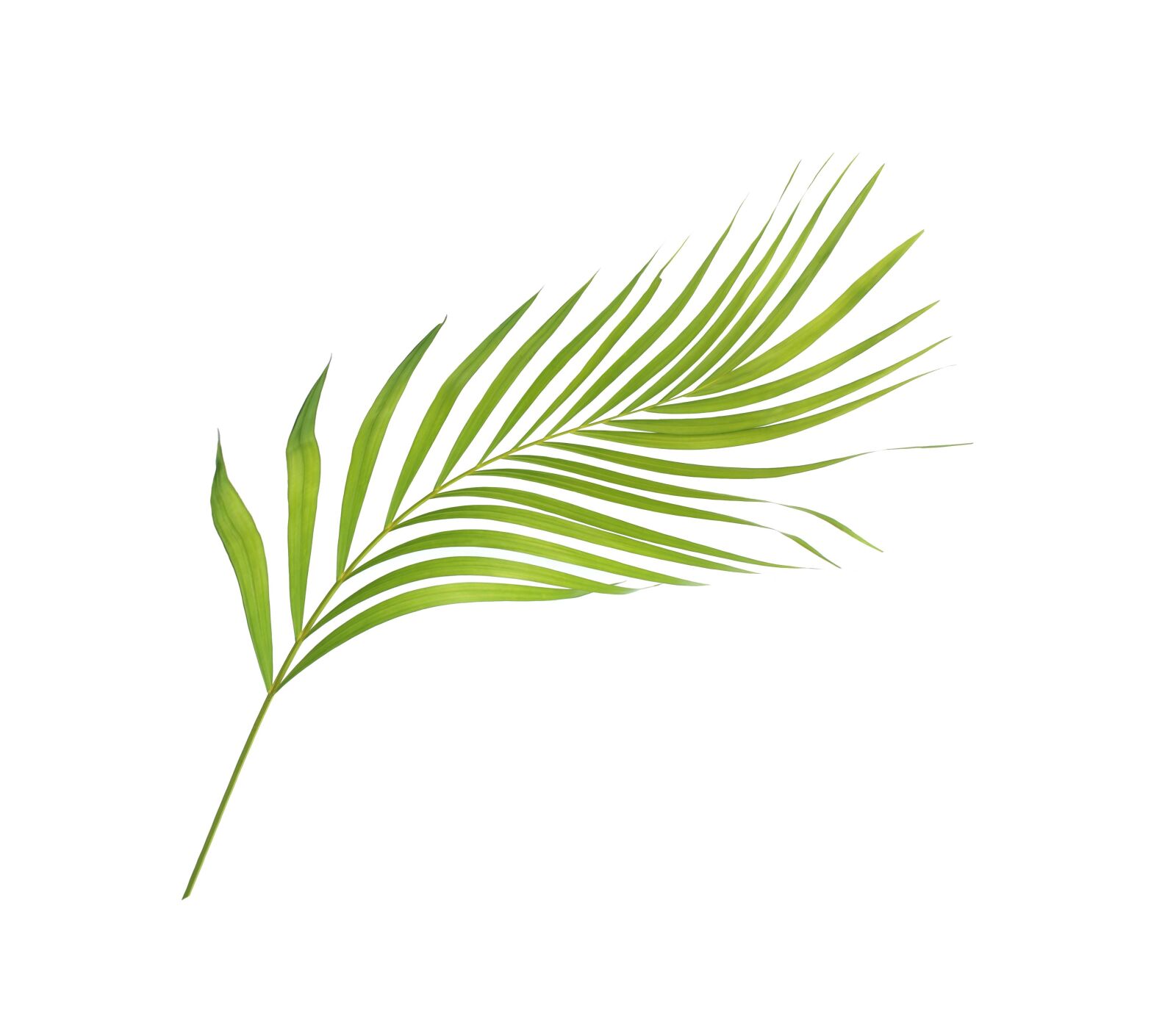 Canon EOS 700D (EOS Rebel T5i / EOS Kiss X7i) sample photo. Palm, leaf, leaves photography