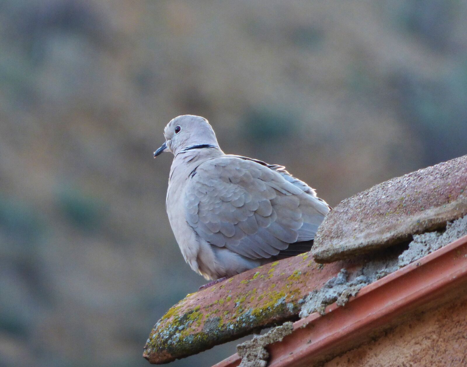 Panasonic Lumix DMC-FZ70 sample photo. Turtledove, eurasian collared dove photography