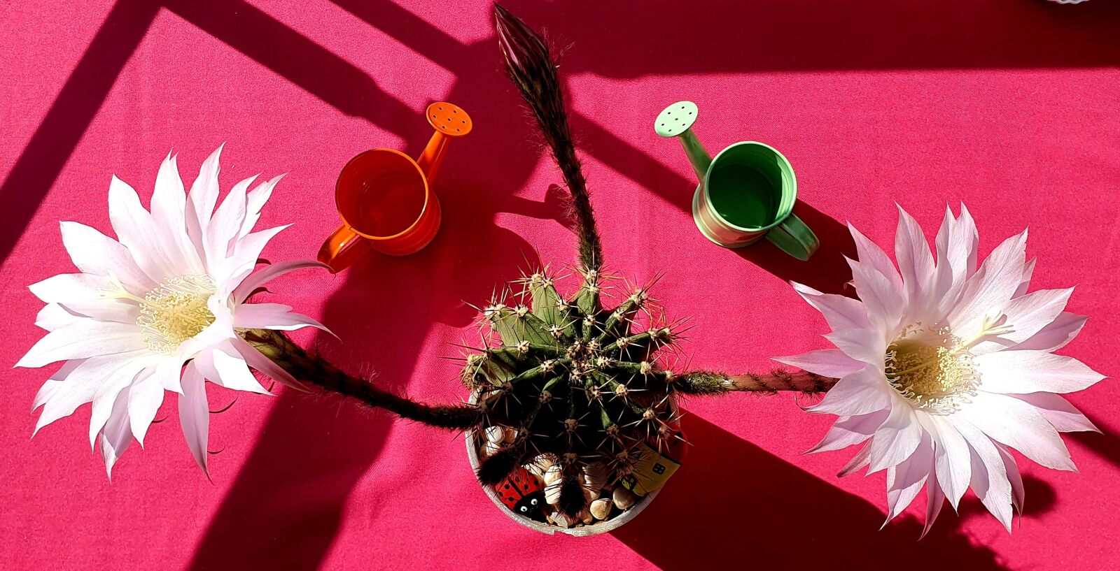 Samsung Galaxy S10e sample photo. Cactus, flower, dea photography