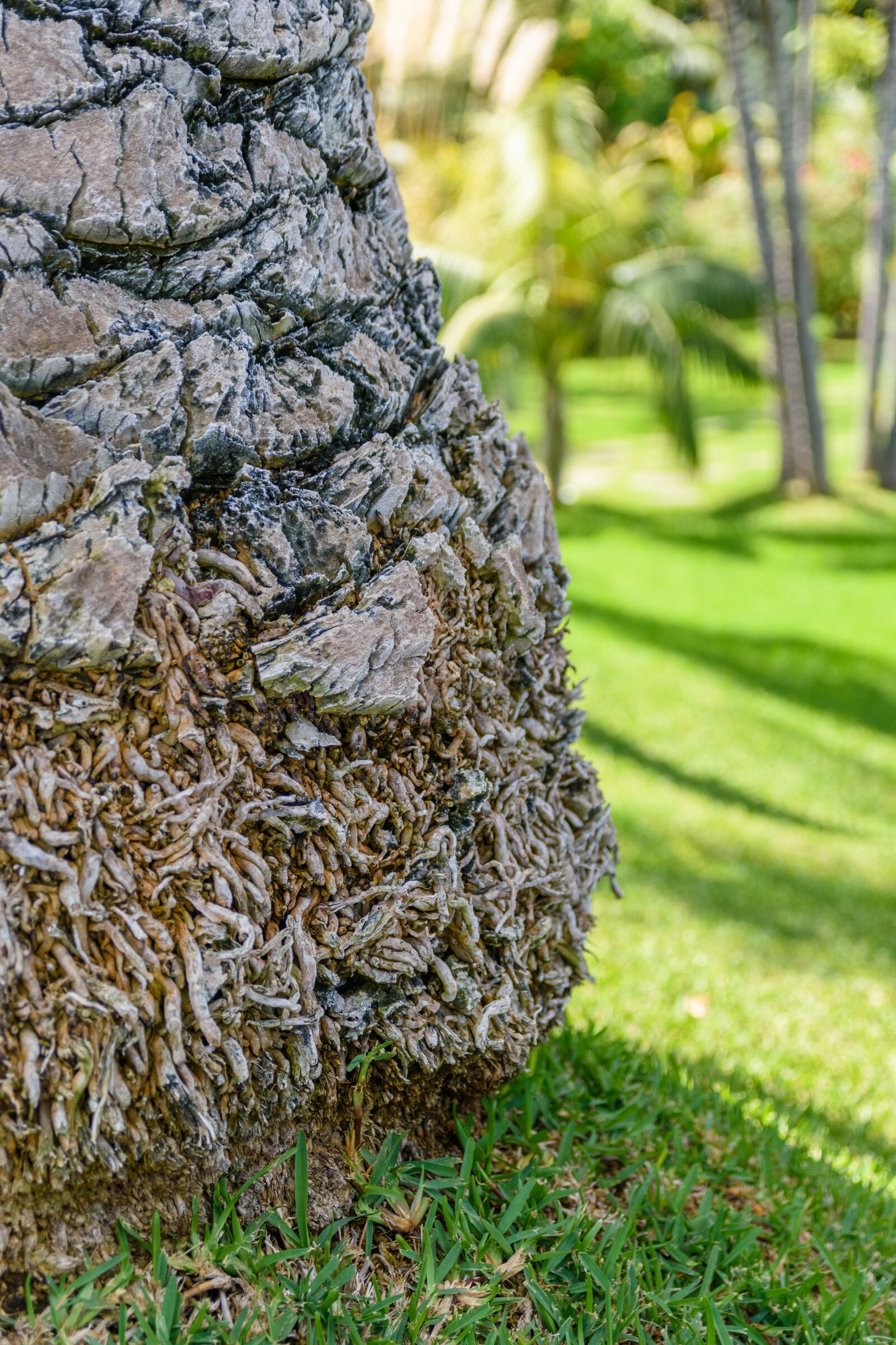 Nikon D5500 sample photo. Palm, tribe, plant photography