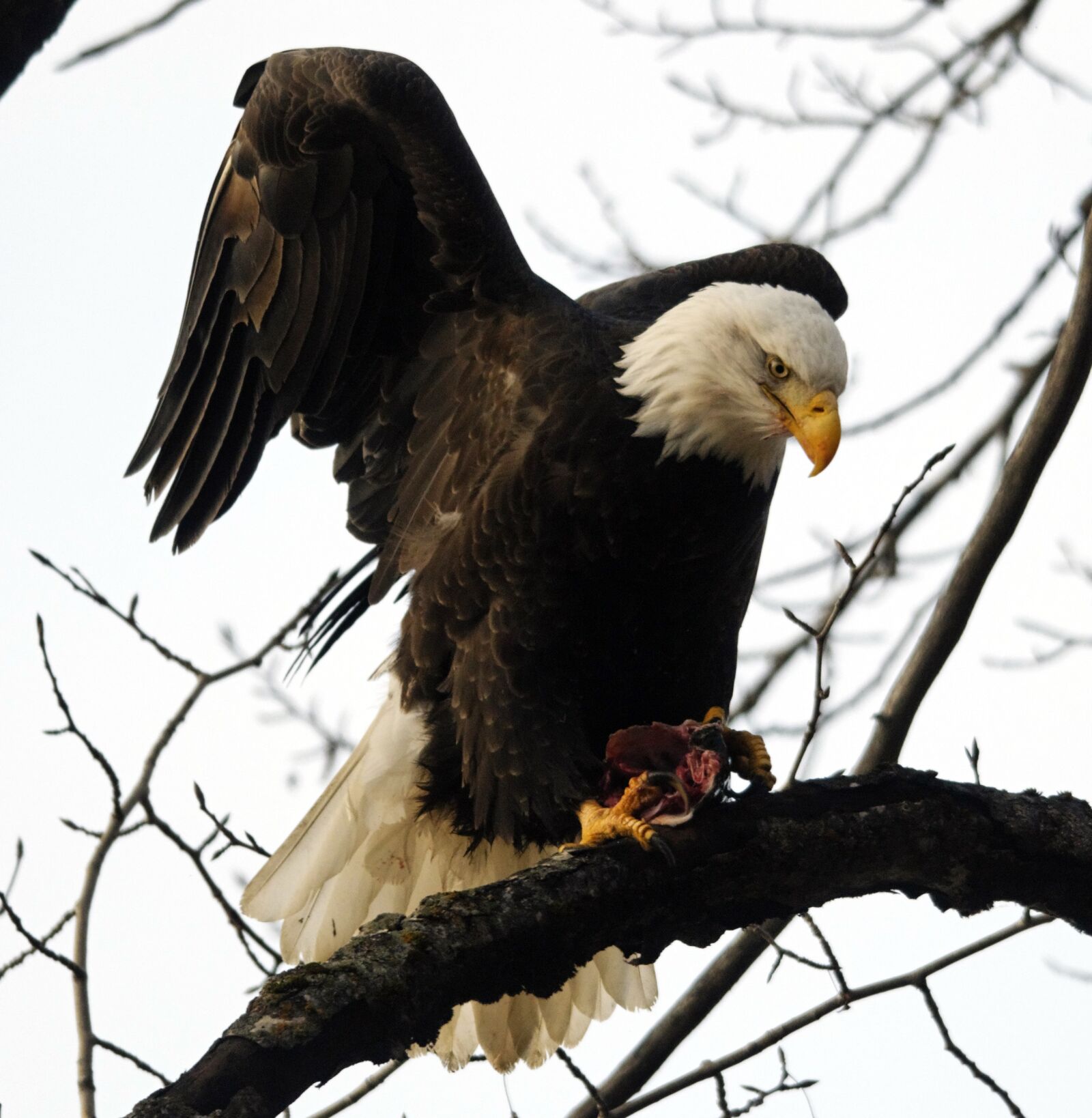 Nikon D300 sample photo. Raptor, bird, eagle photography