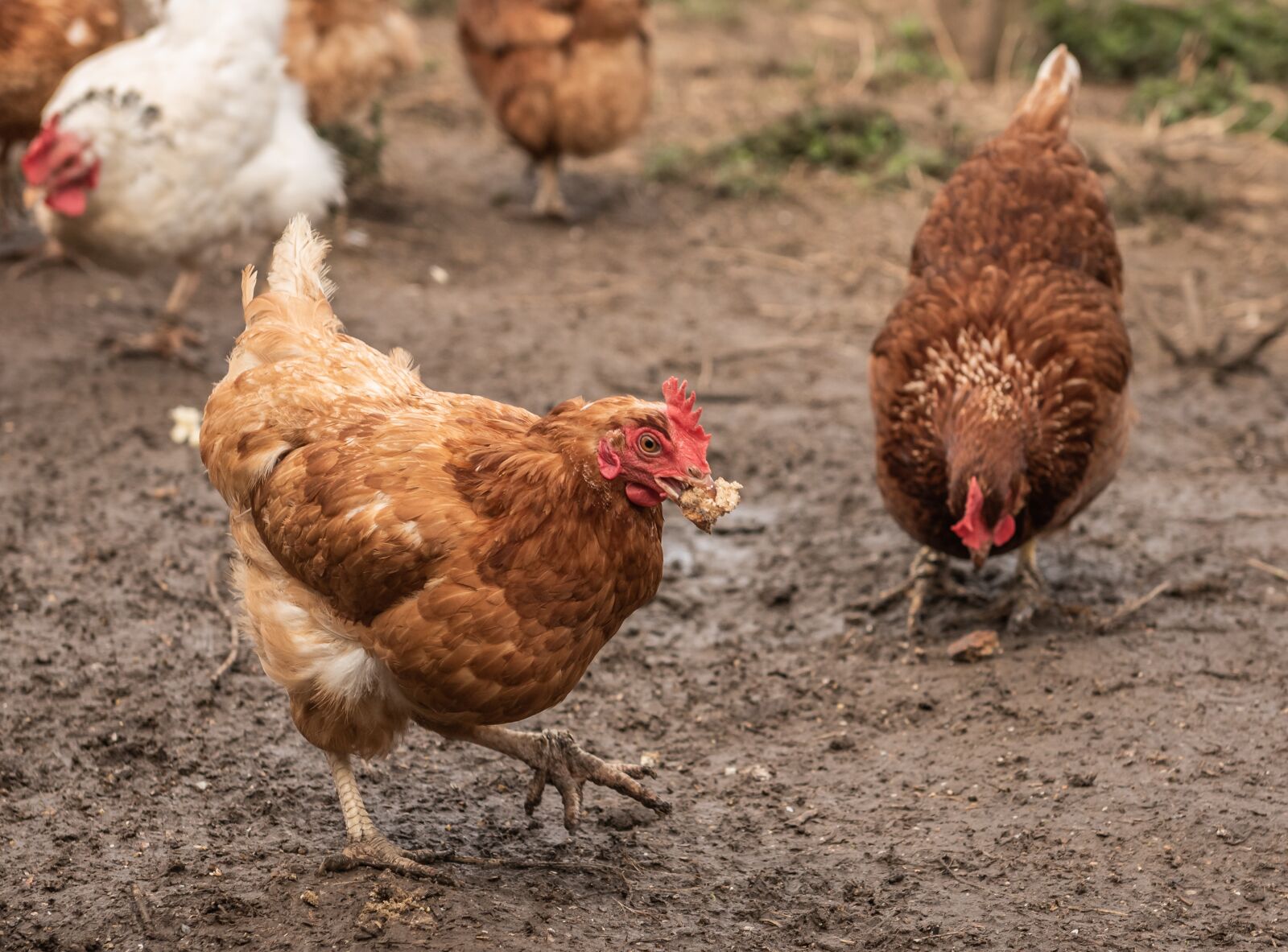 Nikon D750 sample photo. Chickens, farm, rural photography