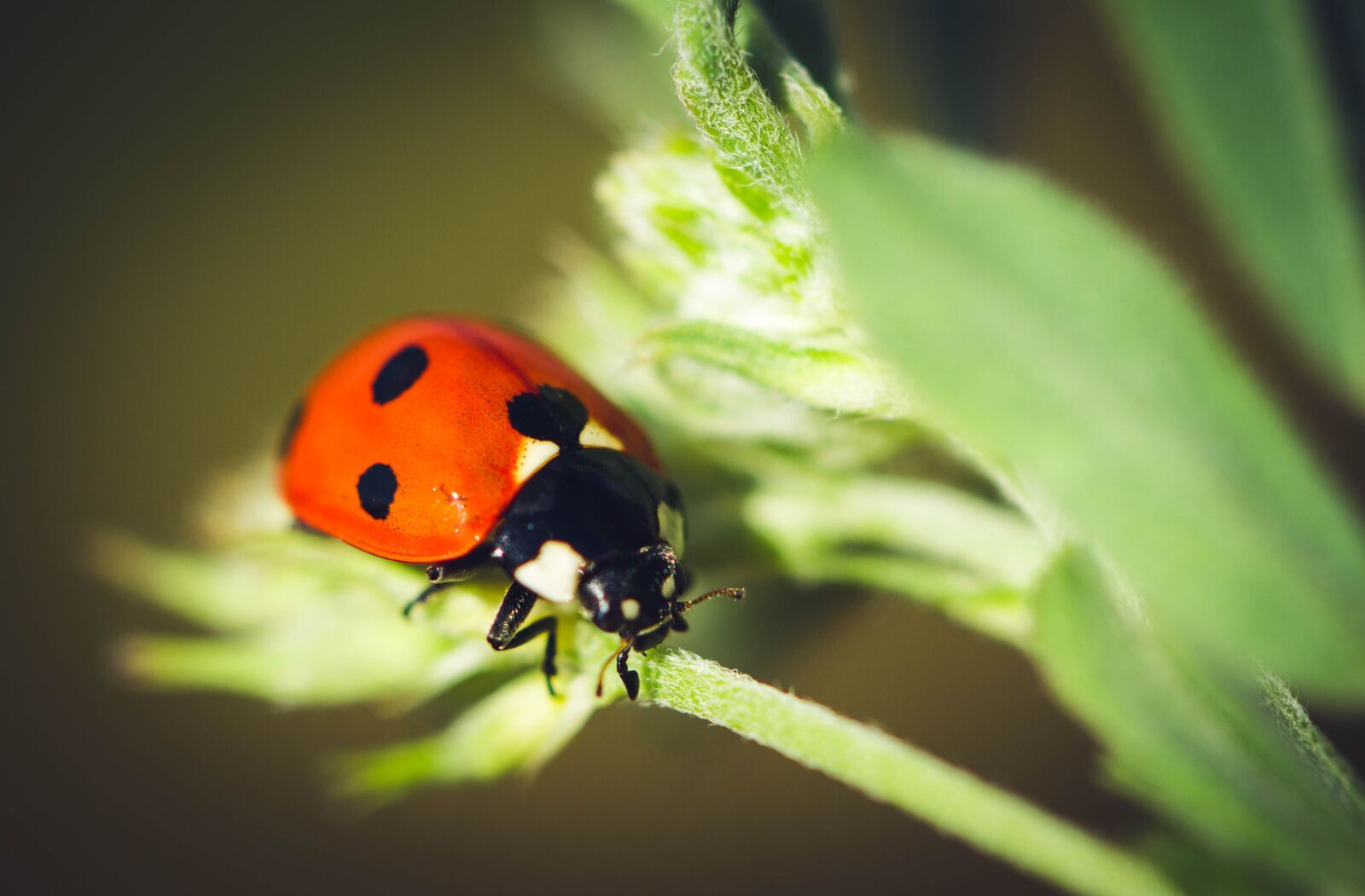 Canon EF 100mm F2.8L Macro IS USM sample photo. Ladybug, nature, insect photography