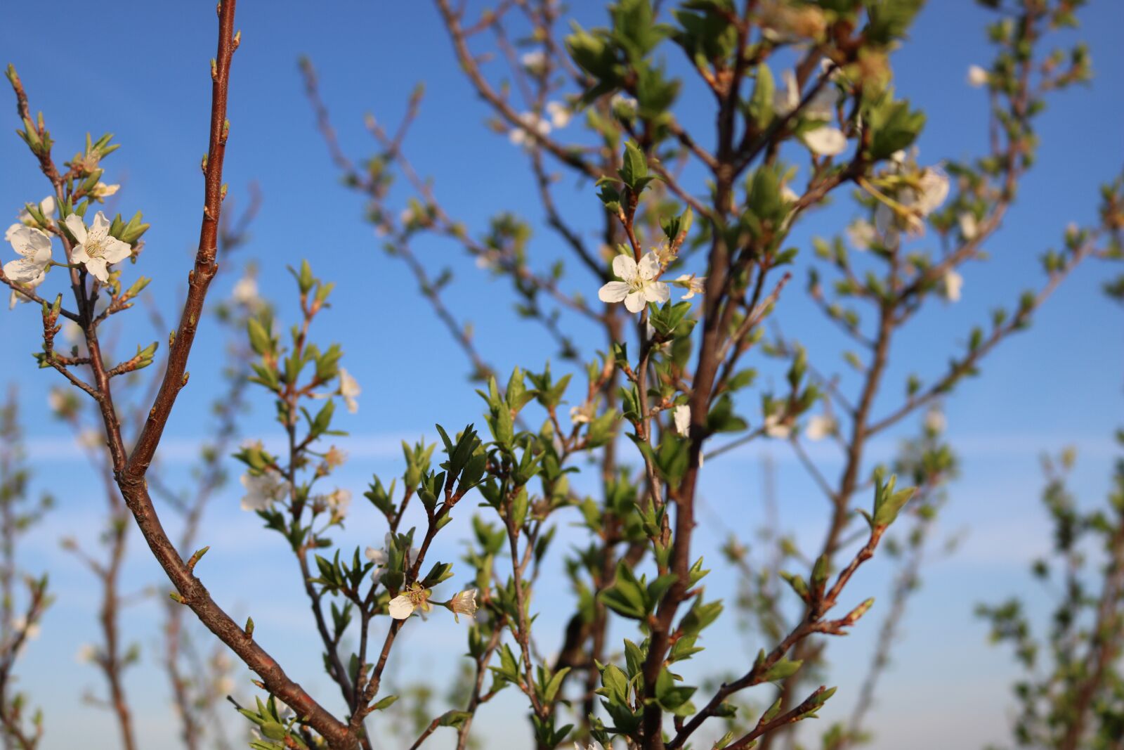 Canon EOS 750D (EOS Rebel T6i / EOS Kiss X8i) sample photo. Nature, tree, flower photography