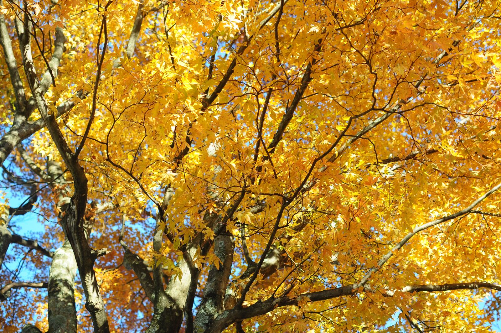 Nikon D90 sample photo. Yellow, tree, trees photography