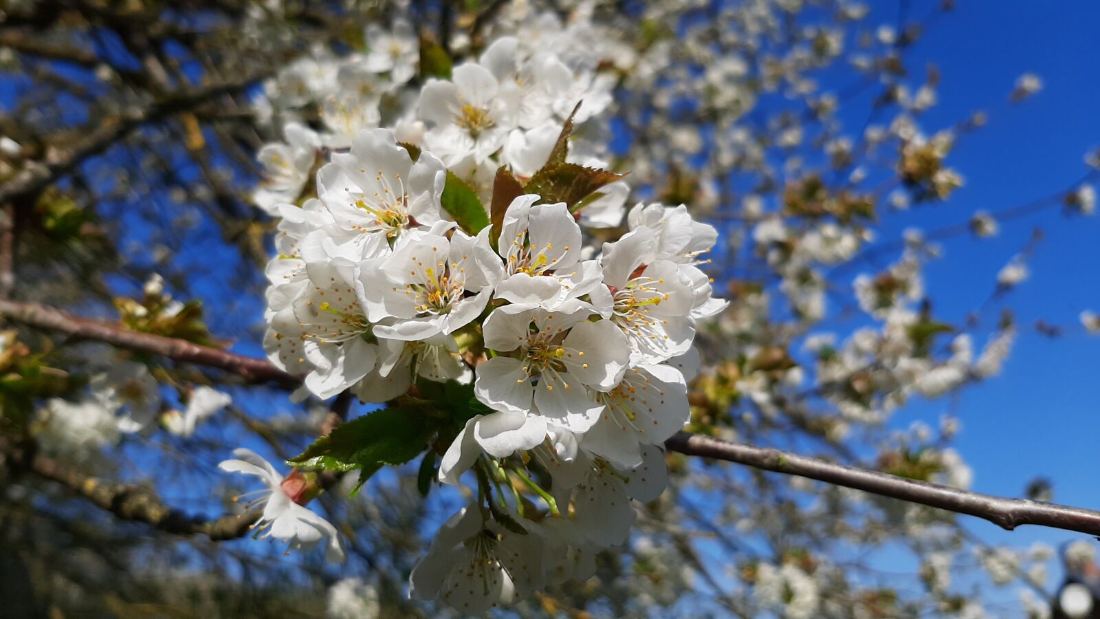 Samsung Galaxy A50 sample photo. Flowers, tree, orchard photography