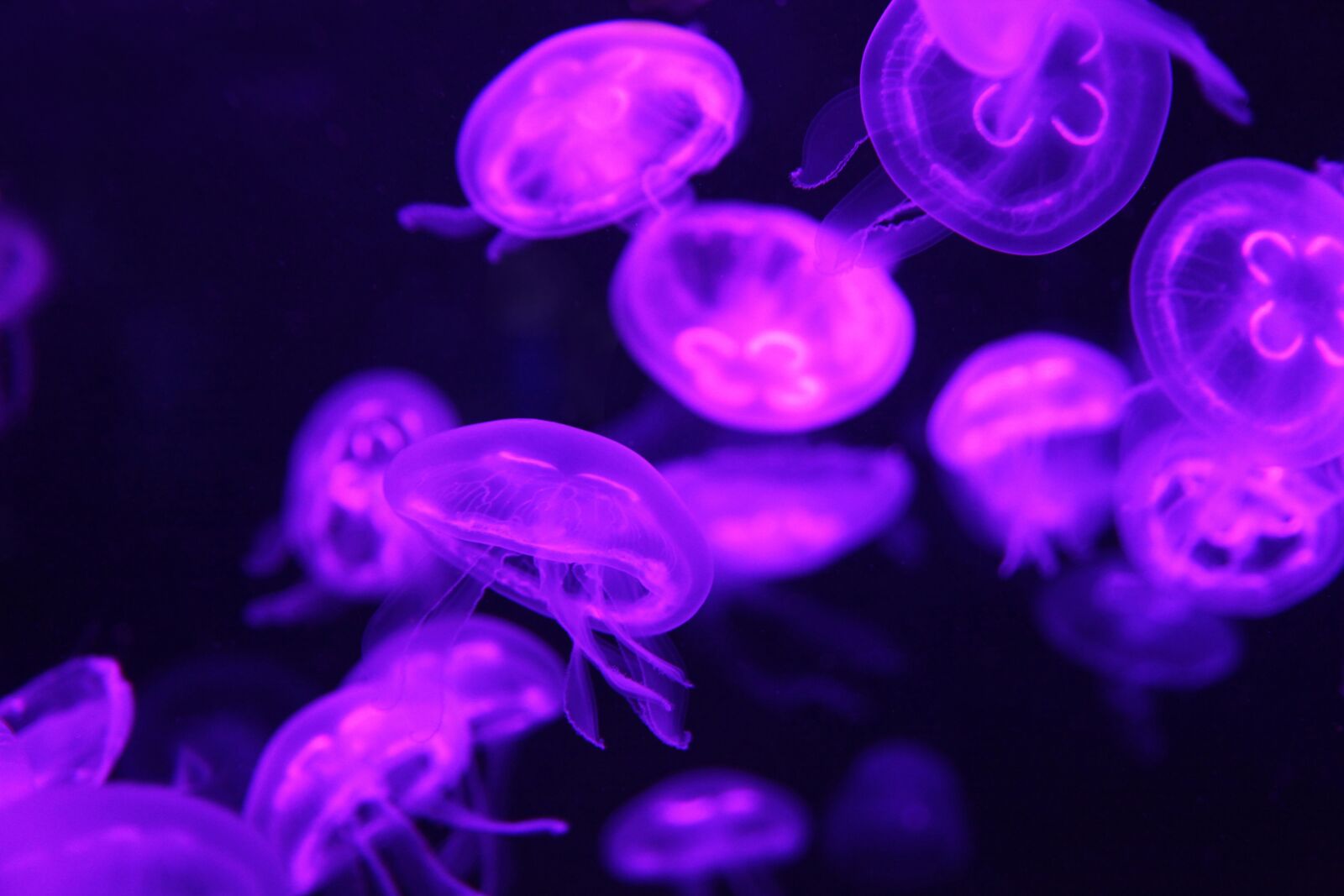 Canon EOS 5D Mark II sample photo. Bright, purple, jelly photography