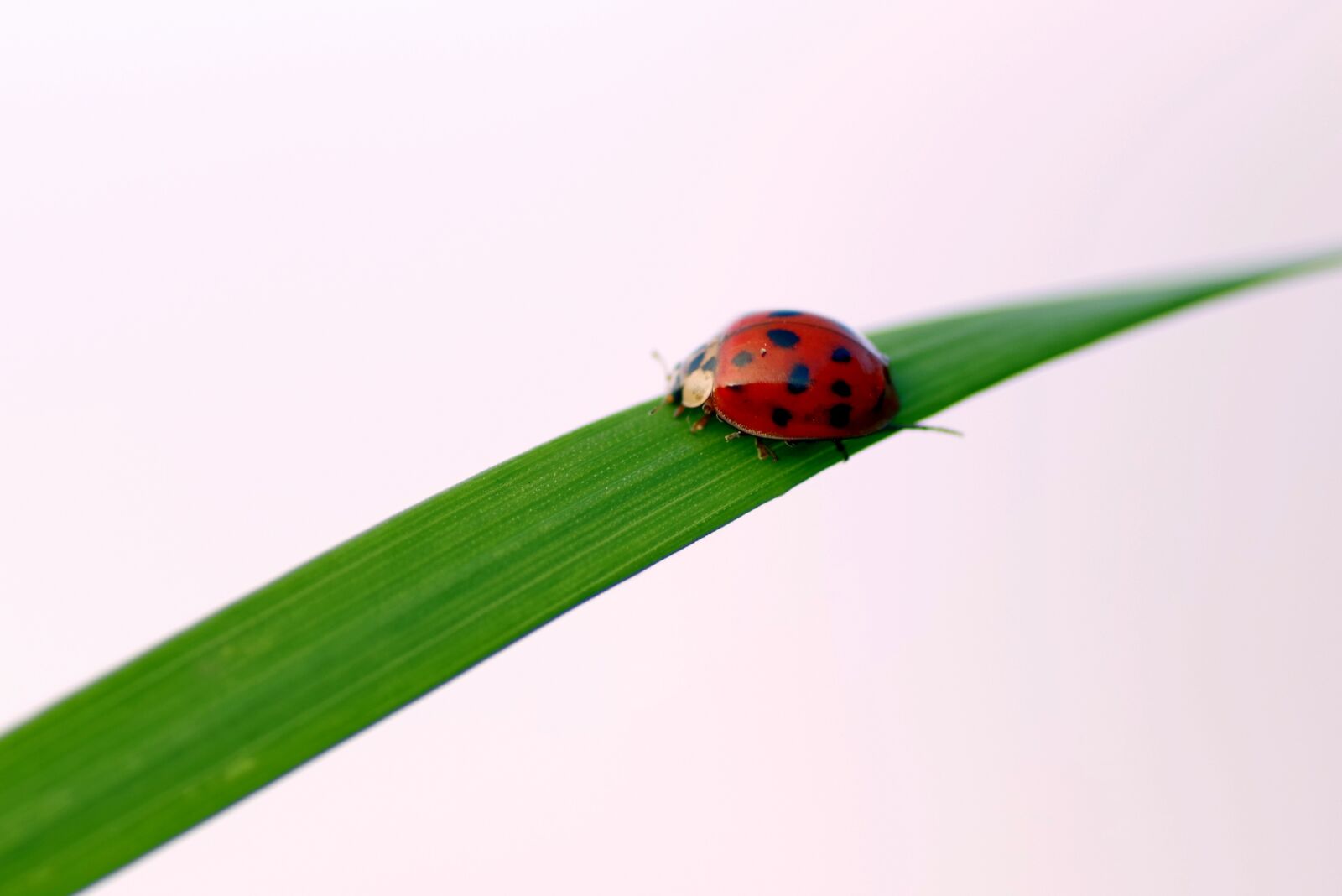 Pentax K-S2 sample photo. Ladybug, grass, insect photography