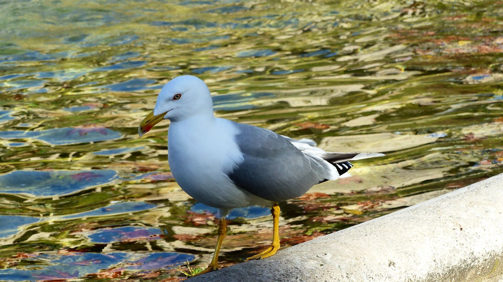 Panasonic Lumix DMC-FZ200 sample photo. Bird, seagull, freedom photography