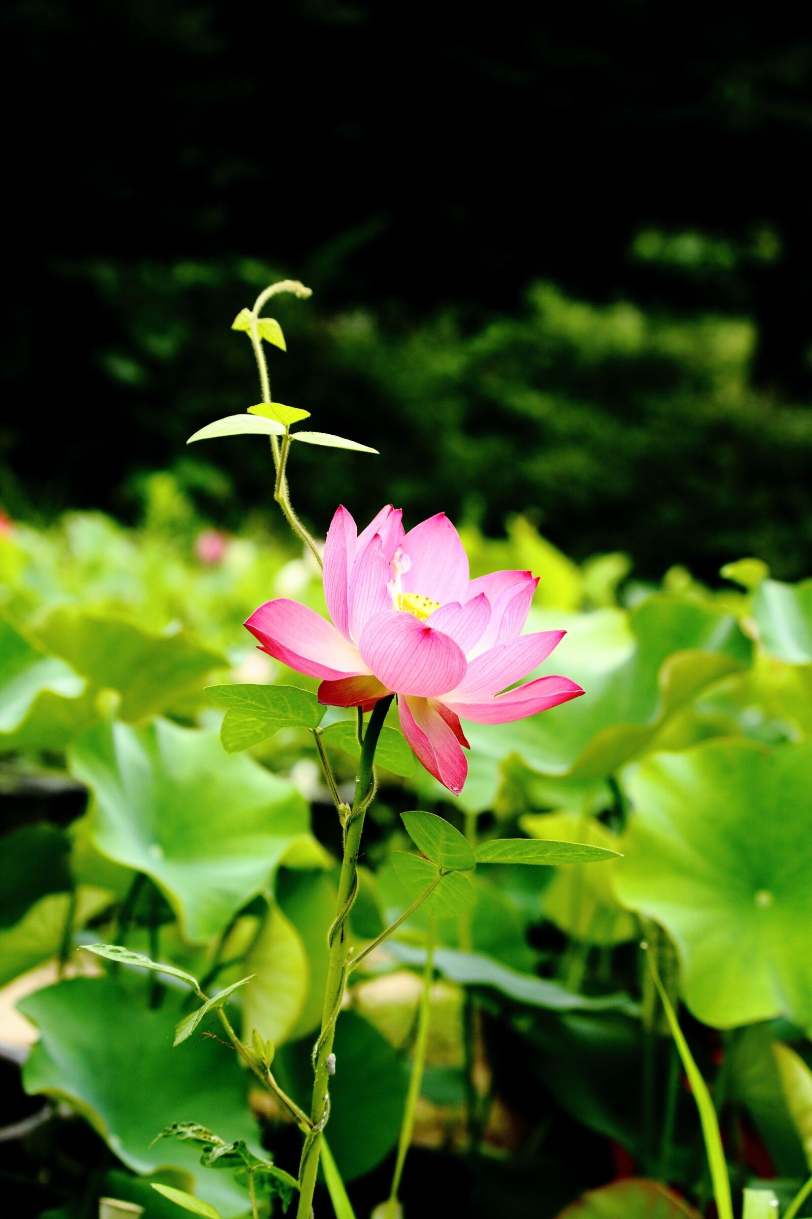 Canon EOS 100D (EOS Rebel SL1 / EOS Kiss X7) sample photo. Lotus, daechung, lotus village photography