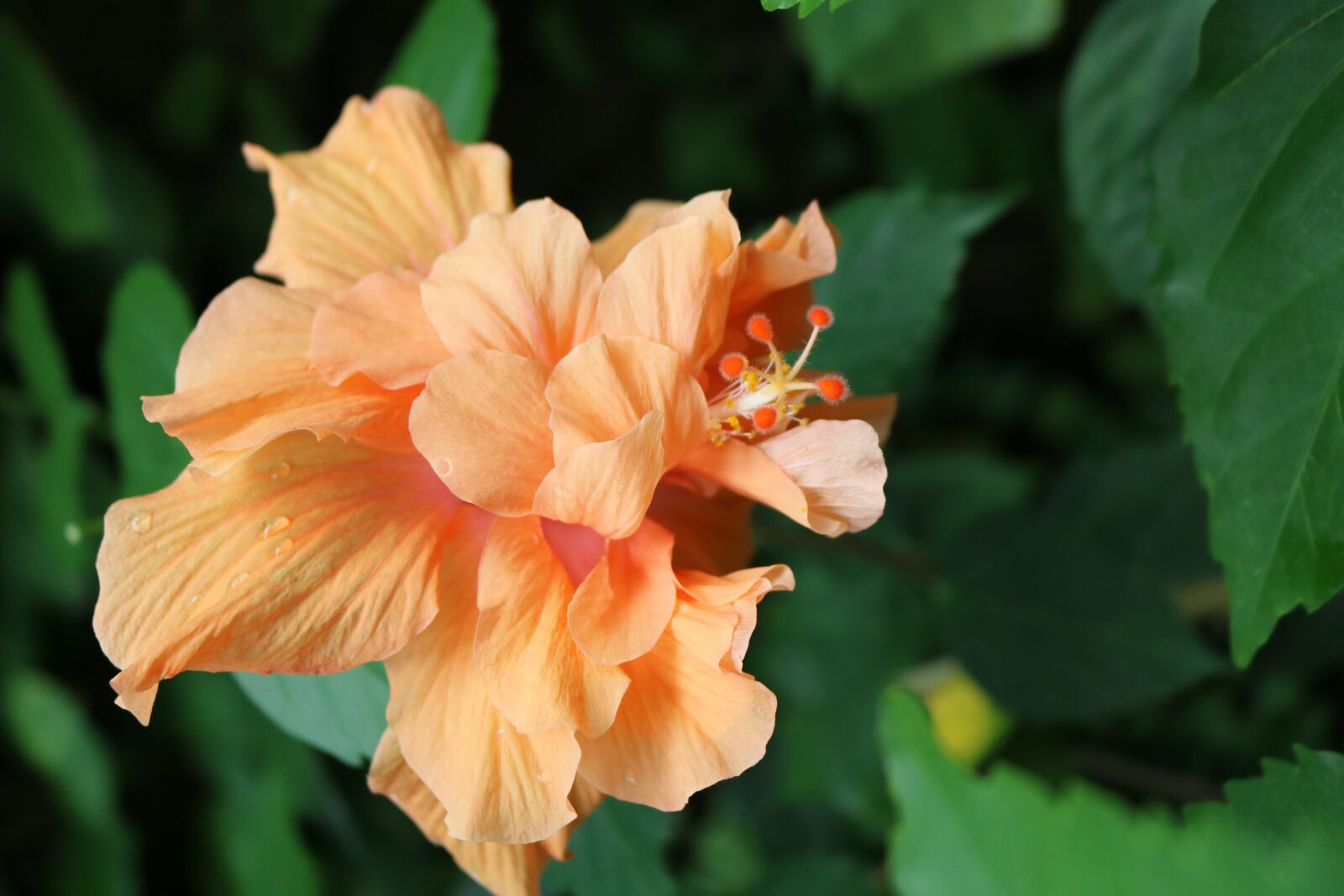 Canon EOS 750D (EOS Rebel T6i / EOS Kiss X8i) sample photo. Flower, orange, buds photography