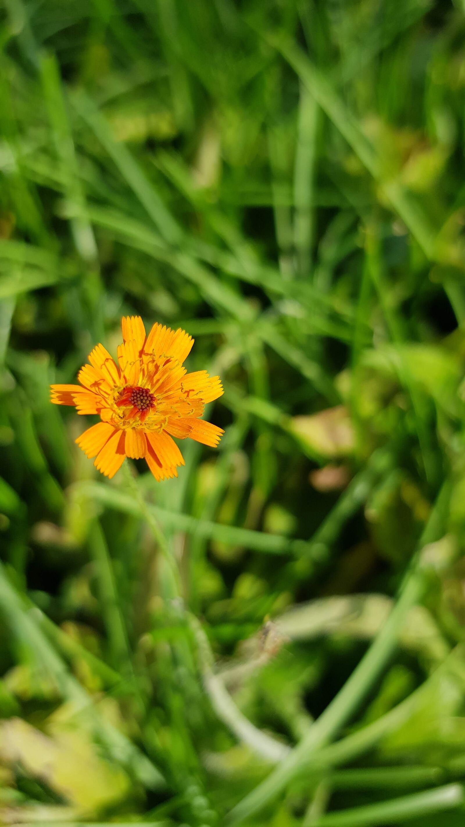 Samsung Galaxy S8 sample photo. Blossom, bloom, orange photography