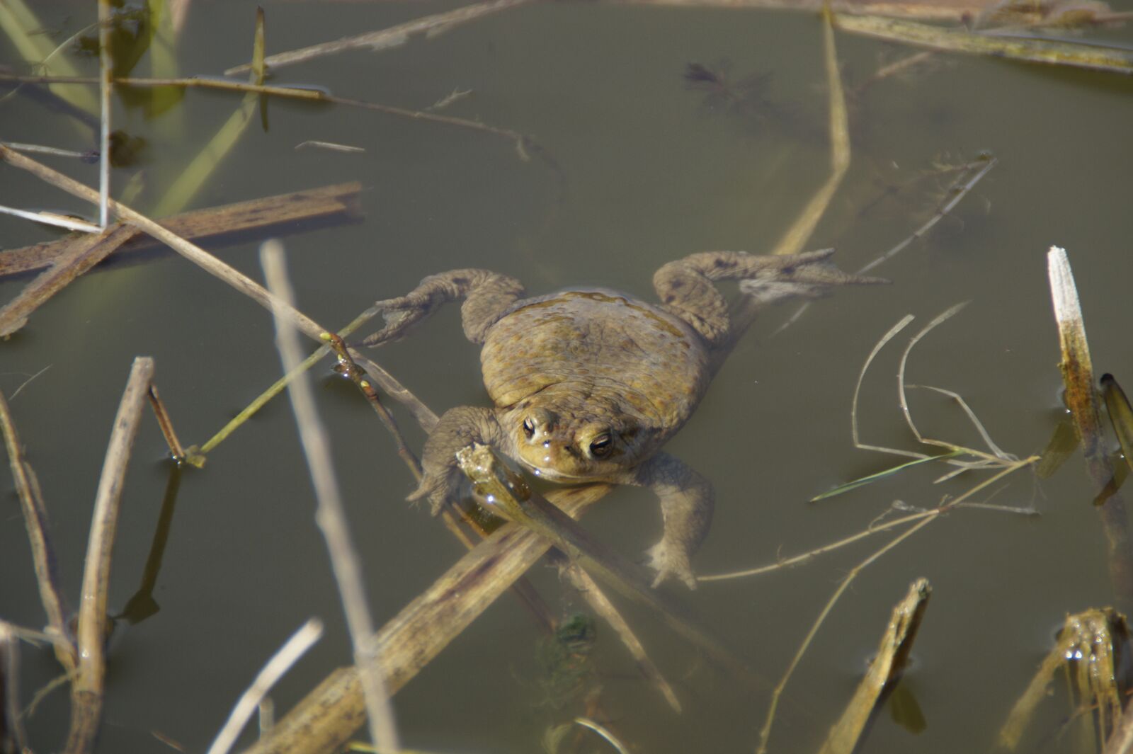 Sony SLT-A58 sample photo. Nature, animal world, animal photography