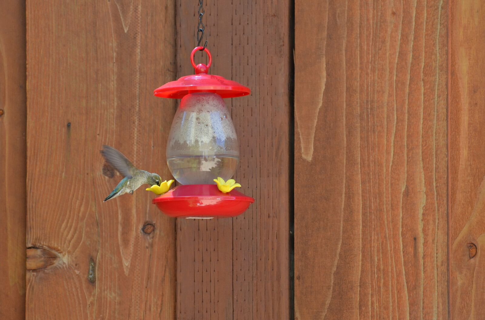 Nikon D5100 sample photo. Hummingbird feeder, nature, bird photography