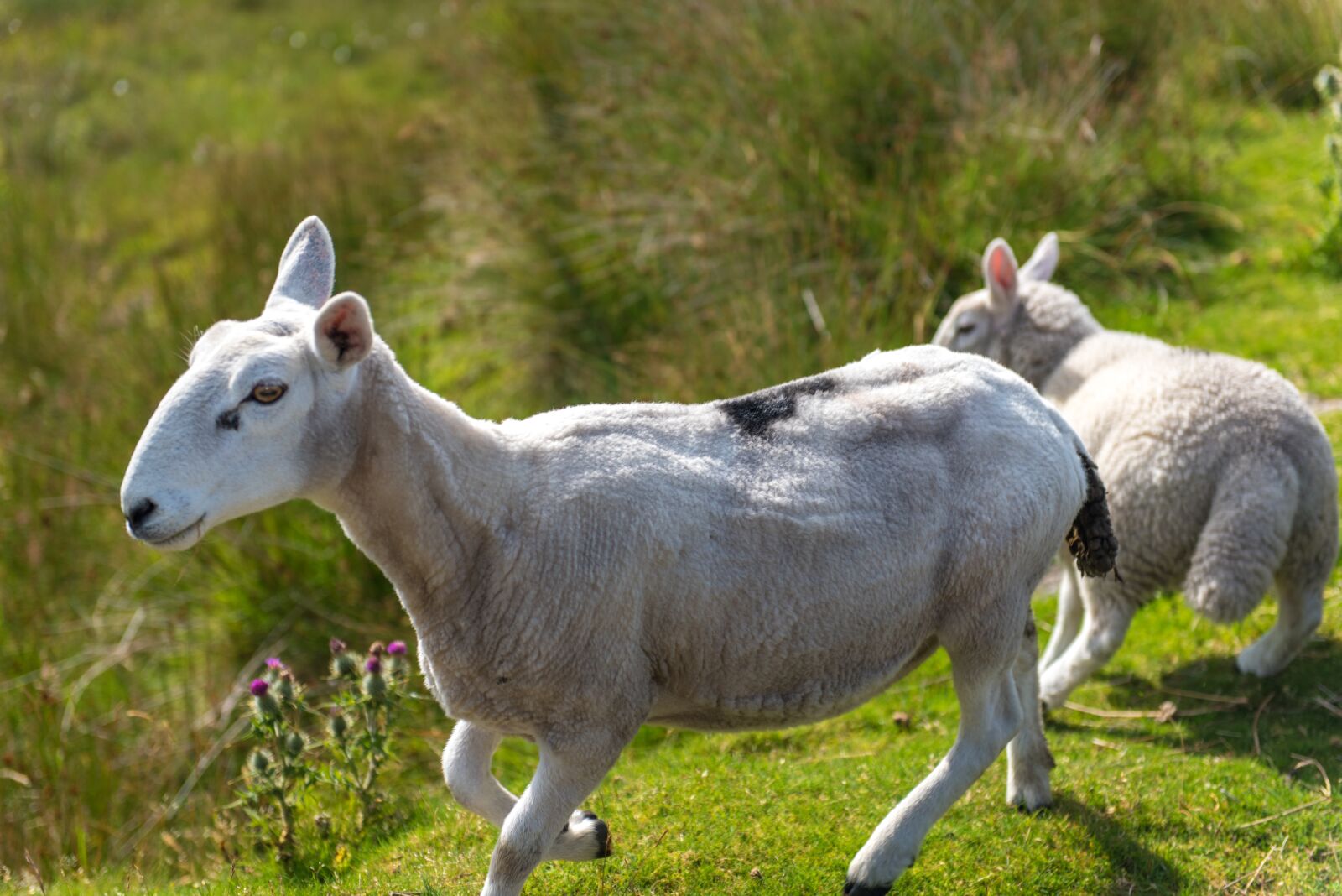 Nikon D750 sample photo. Sheep, flock, grass photography