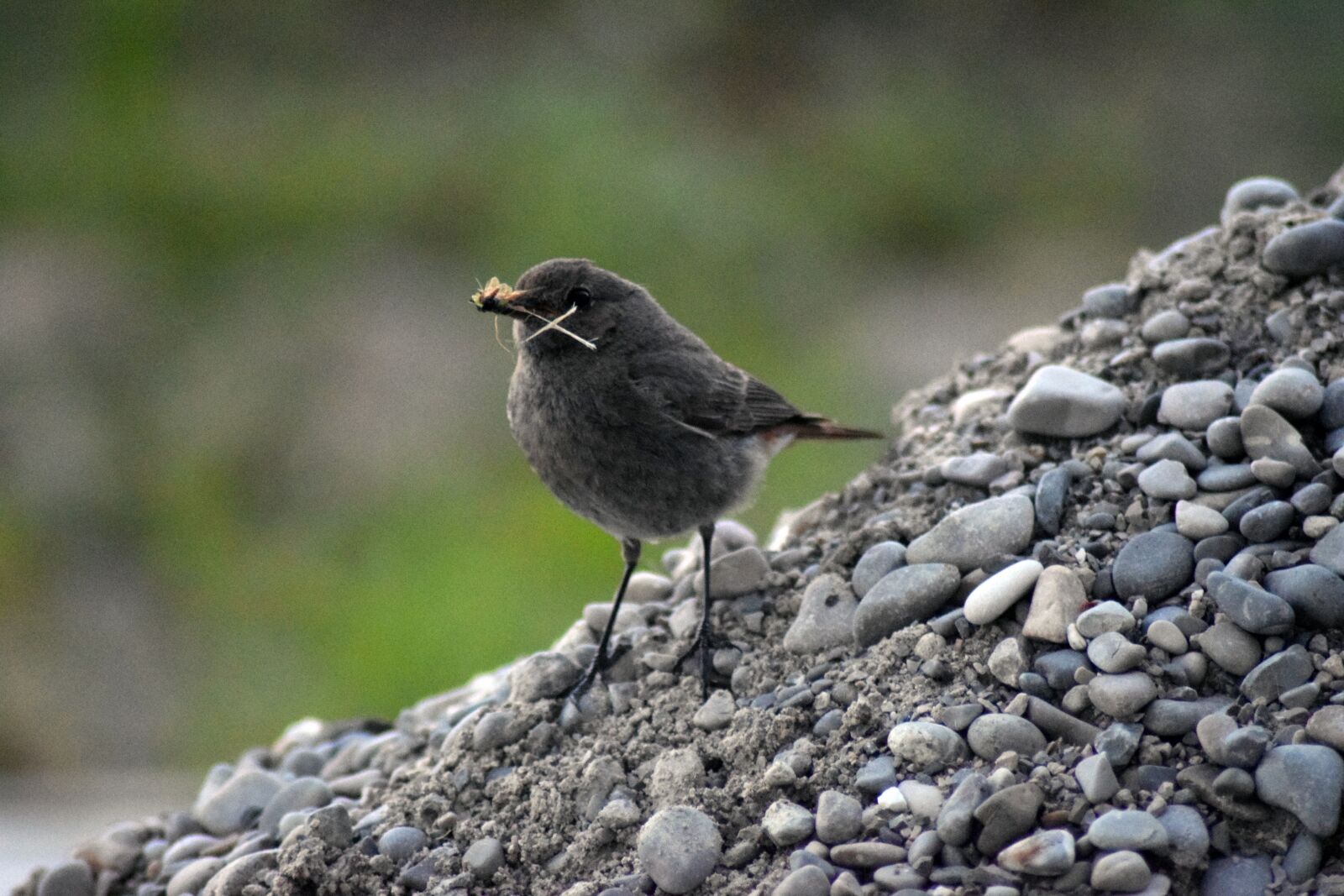 Nikon D5300 sample photo. Bird, robin, nest box photography