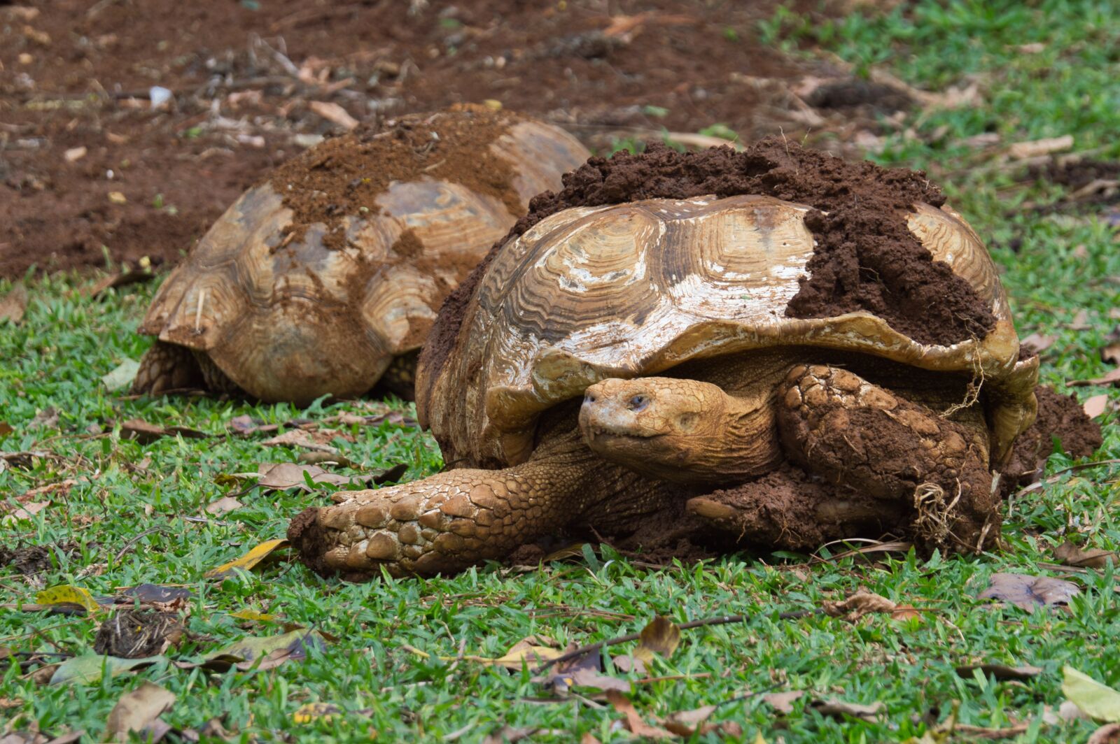 Nikon D3200 sample photo. Turtle, costa rica, animals photography