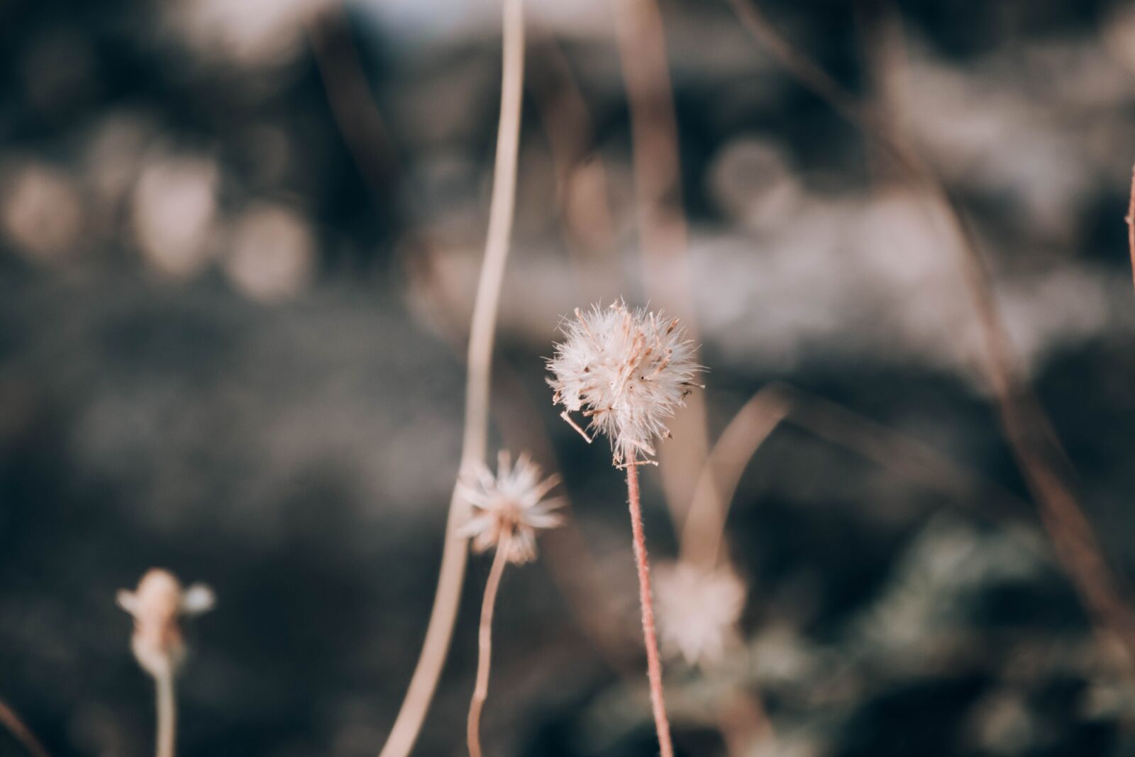 Nikon D5500 sample photo. A beautiful view, flowers photography