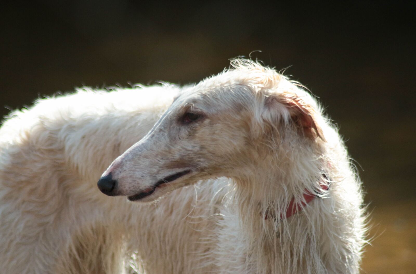 Canon EOS 70D sample photo. Borzoi, greyhound, dog photography