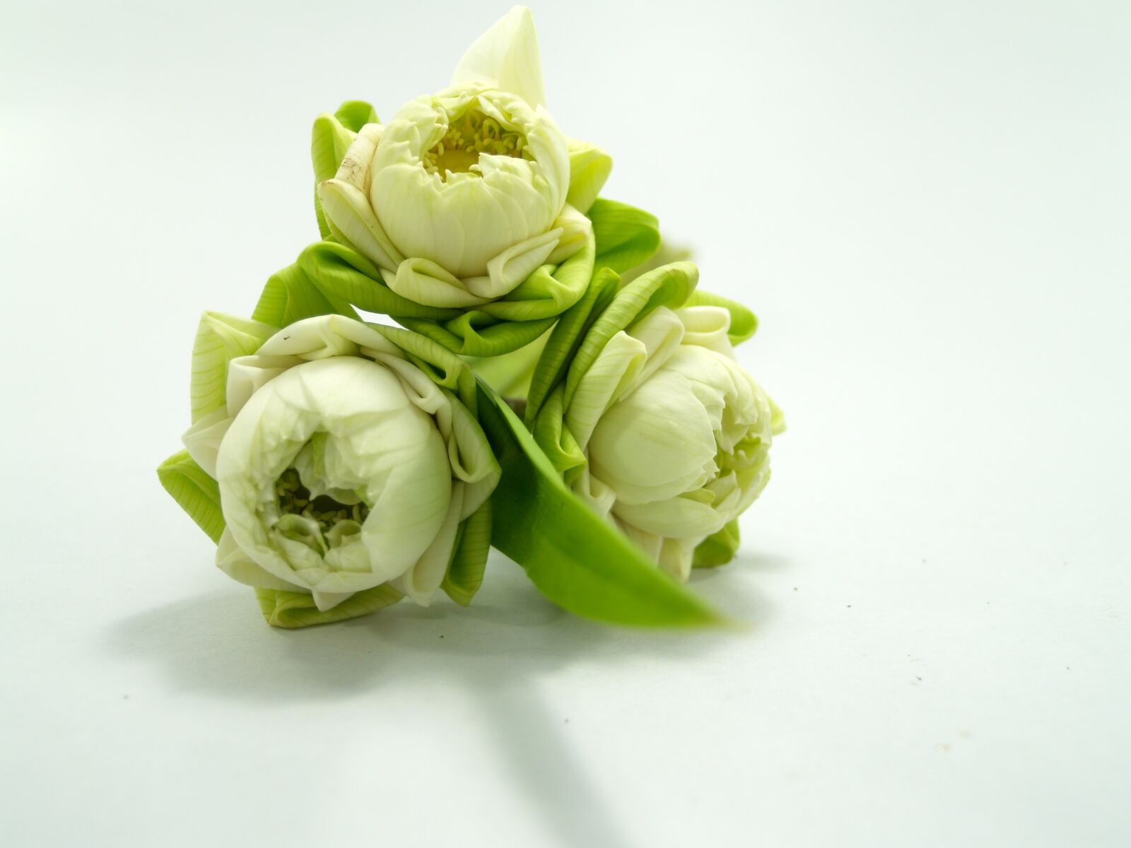 Olympus E-300 (EVOLT E-300) sample photo. White, flower, lotus photography