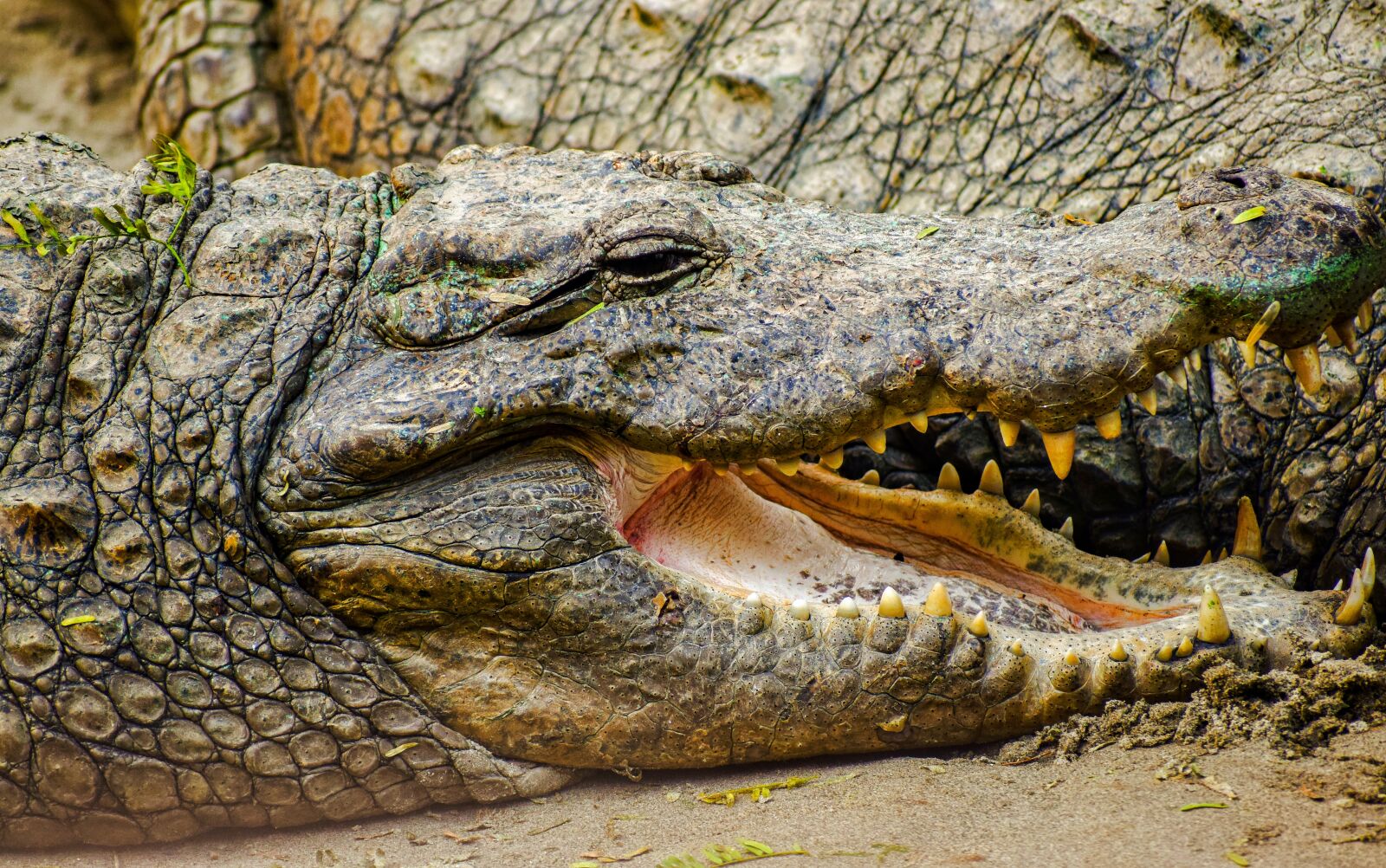 Nikon D5300 sample photo. Crocodile, zoo, reptile photography