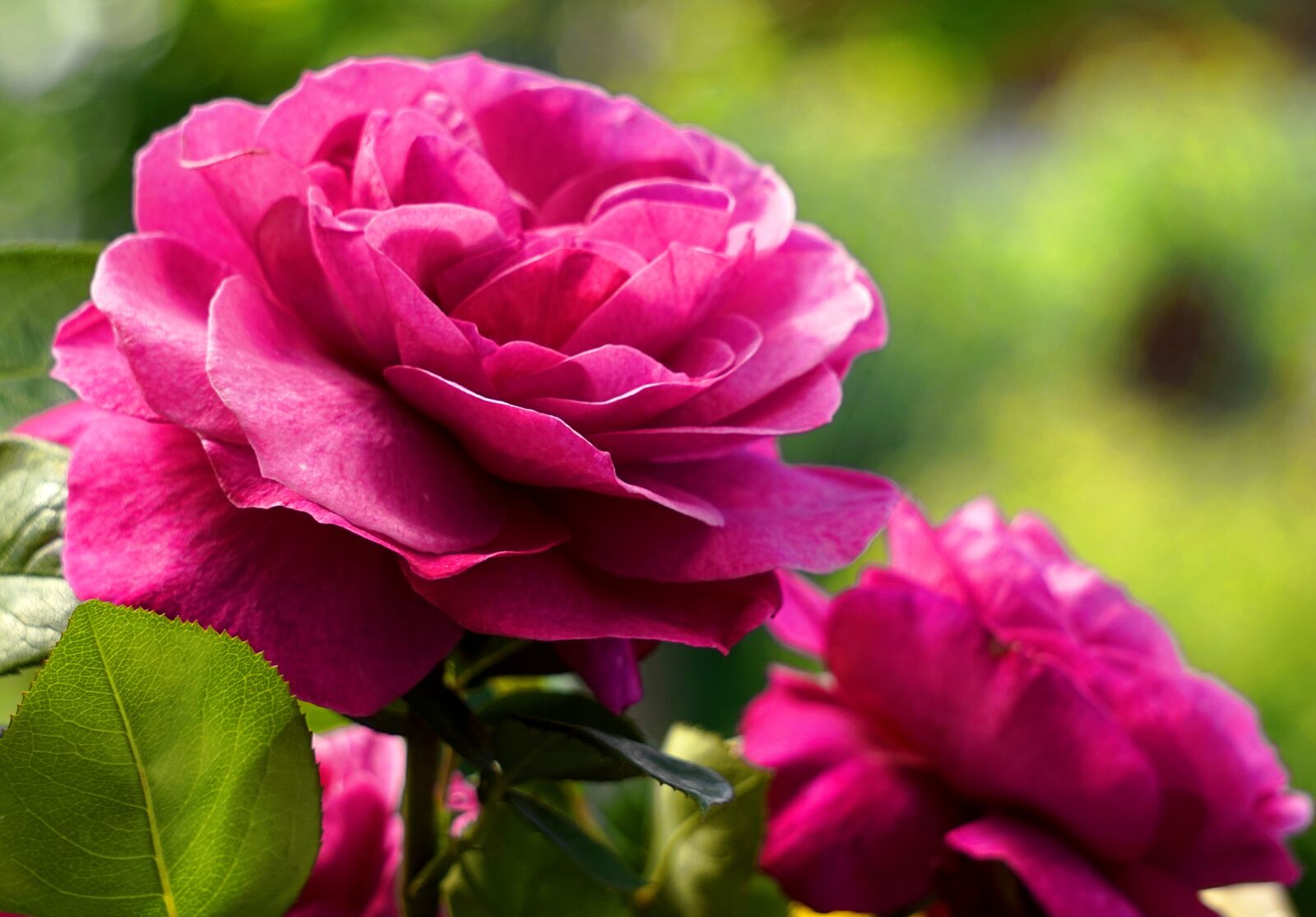 Sony Alpha a5000 (ILCE 5000) + Sony E 55-210mm F4.5-6.3 OSS sample photo. Rose, pink, blossom photography