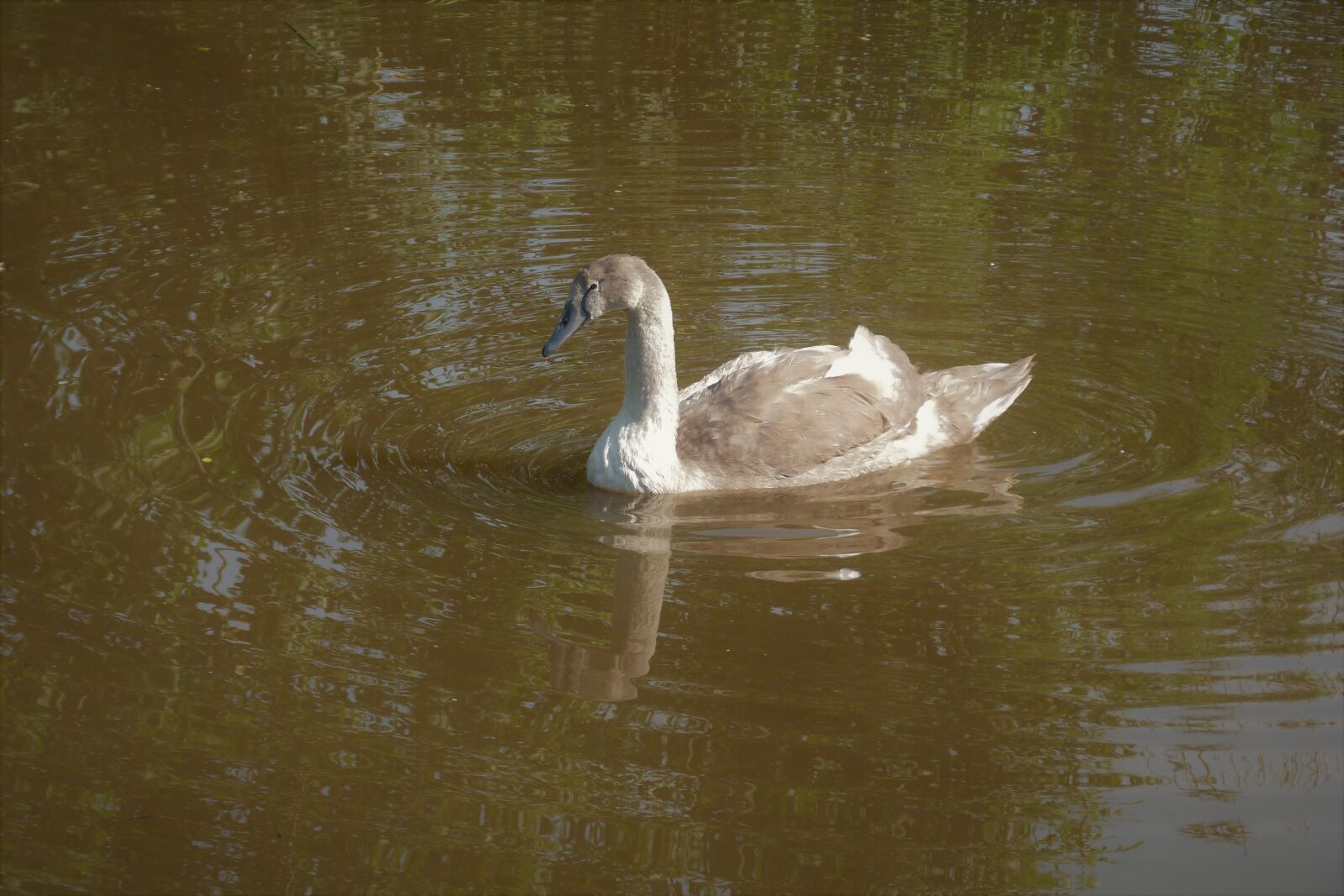 Panasonic Lumix DMC-FZ40 (Lumix DMC-FZ45) sample photo. Cygnet, young, swan photography