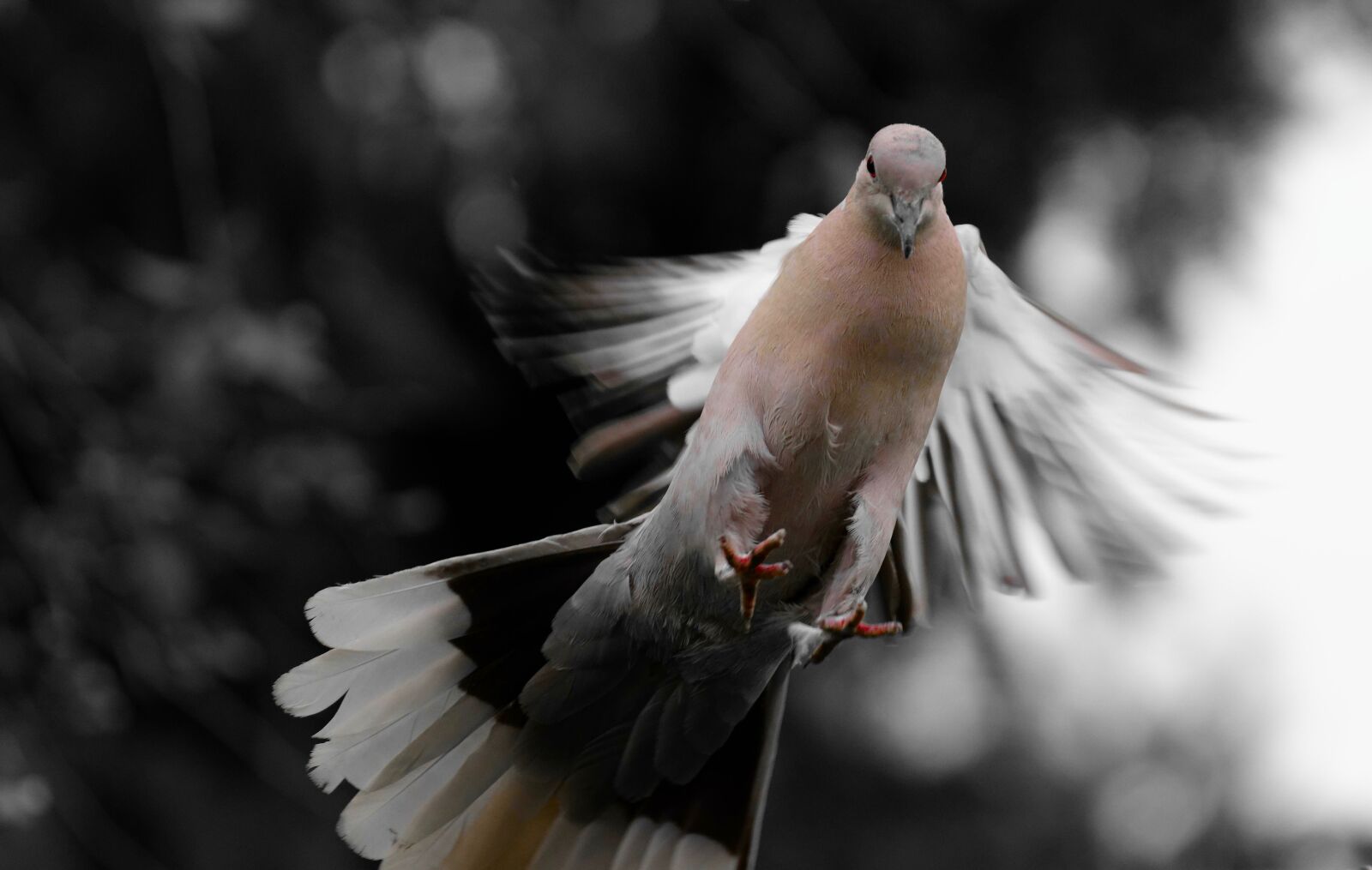 Nikon D7200 sample photo. Dove, approach, bird photography